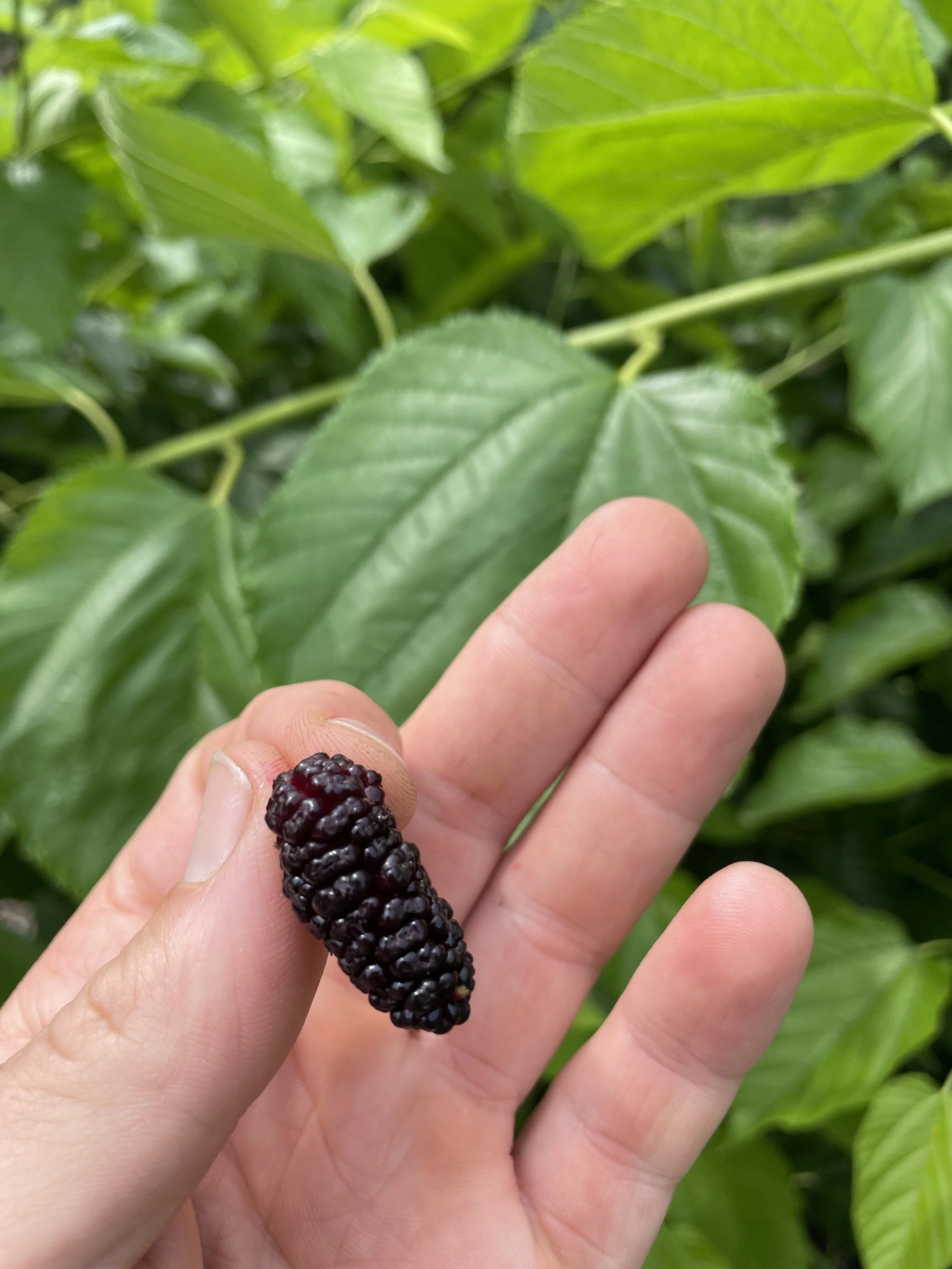 Mulberryfruit.jpeg