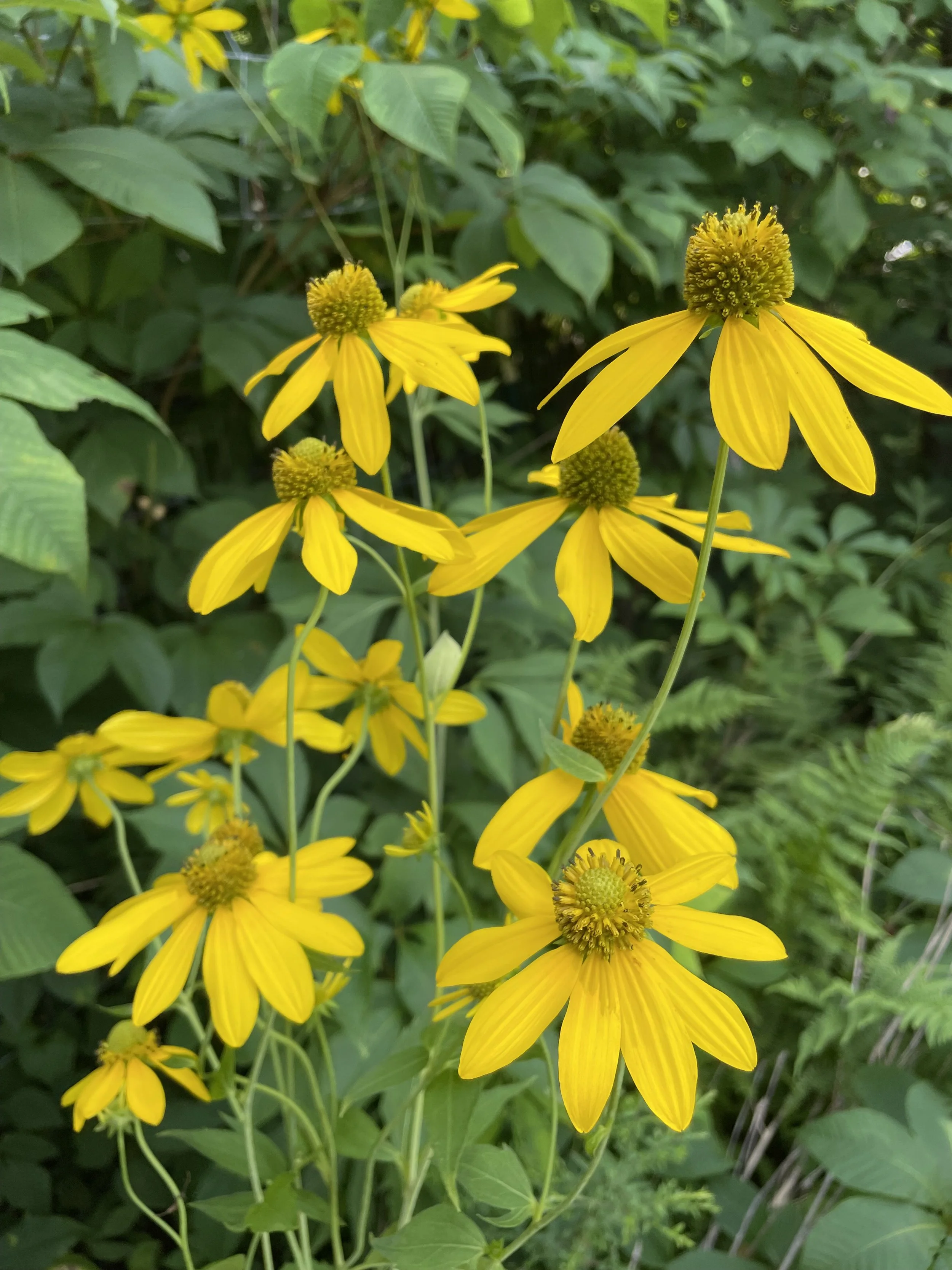 Sochan / Cutleaf Coneflower (Potted)