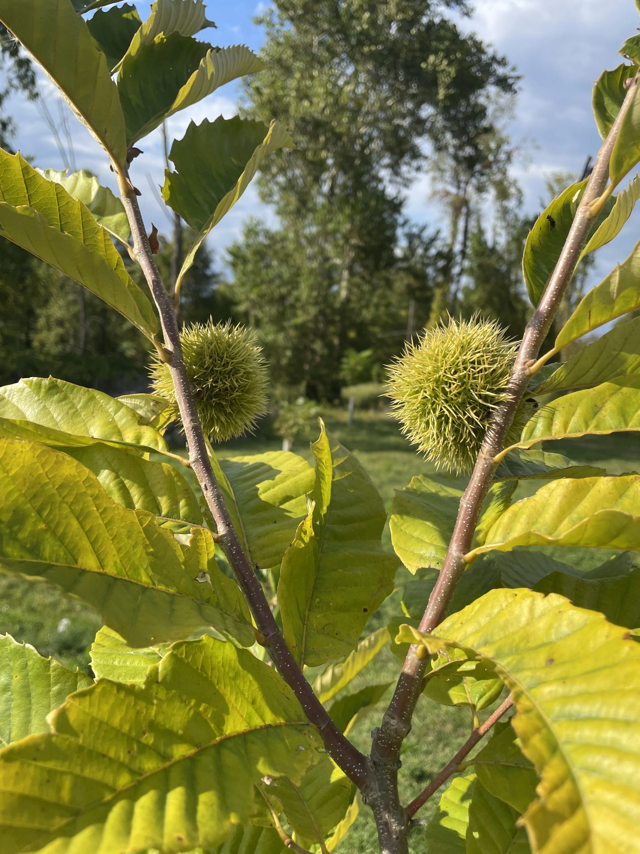 Chinese Chestnut (Bare Root)