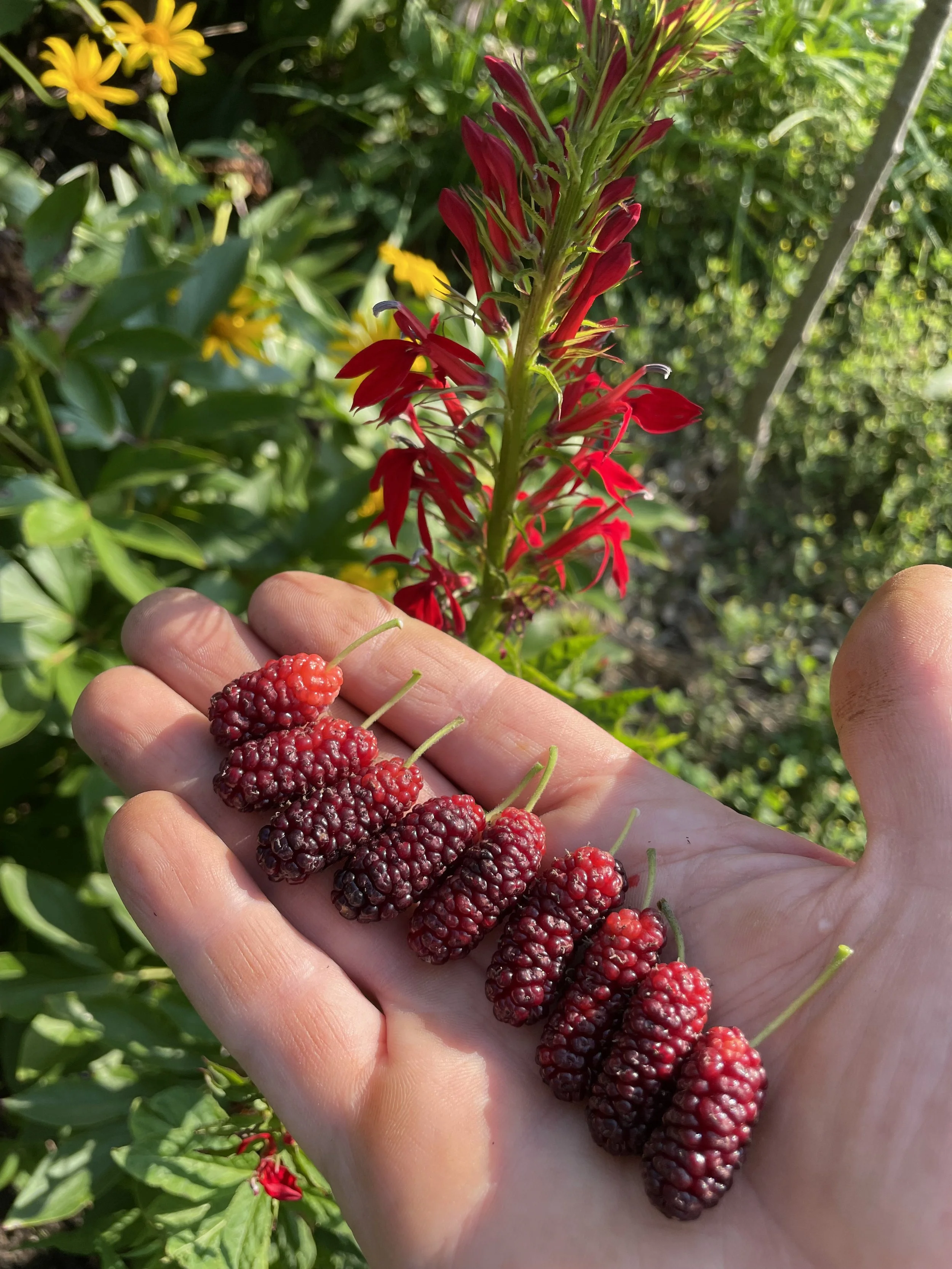 Hand holding ripe mulberries in front of a blooming native red cardinal flower