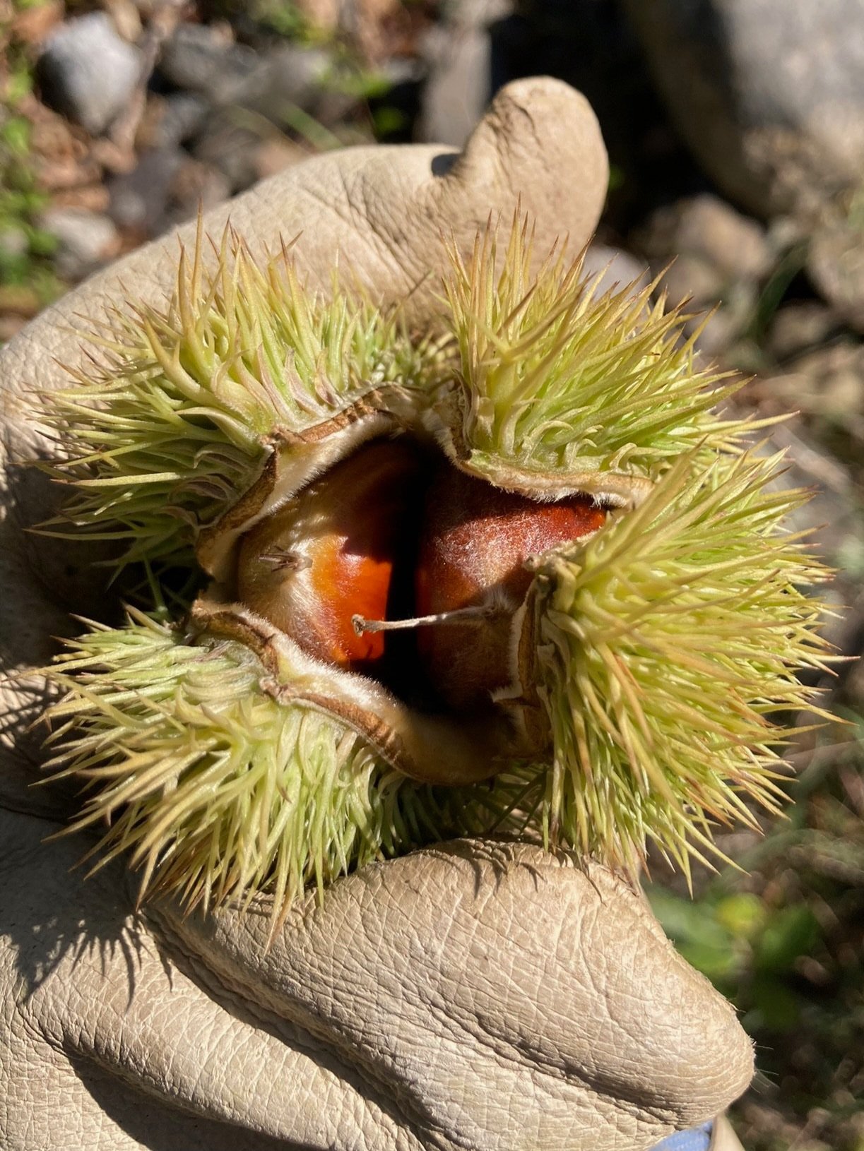 A gloved hand holds a spiky chestnut hull, which is slightly open to reveal two large chestnuts inside