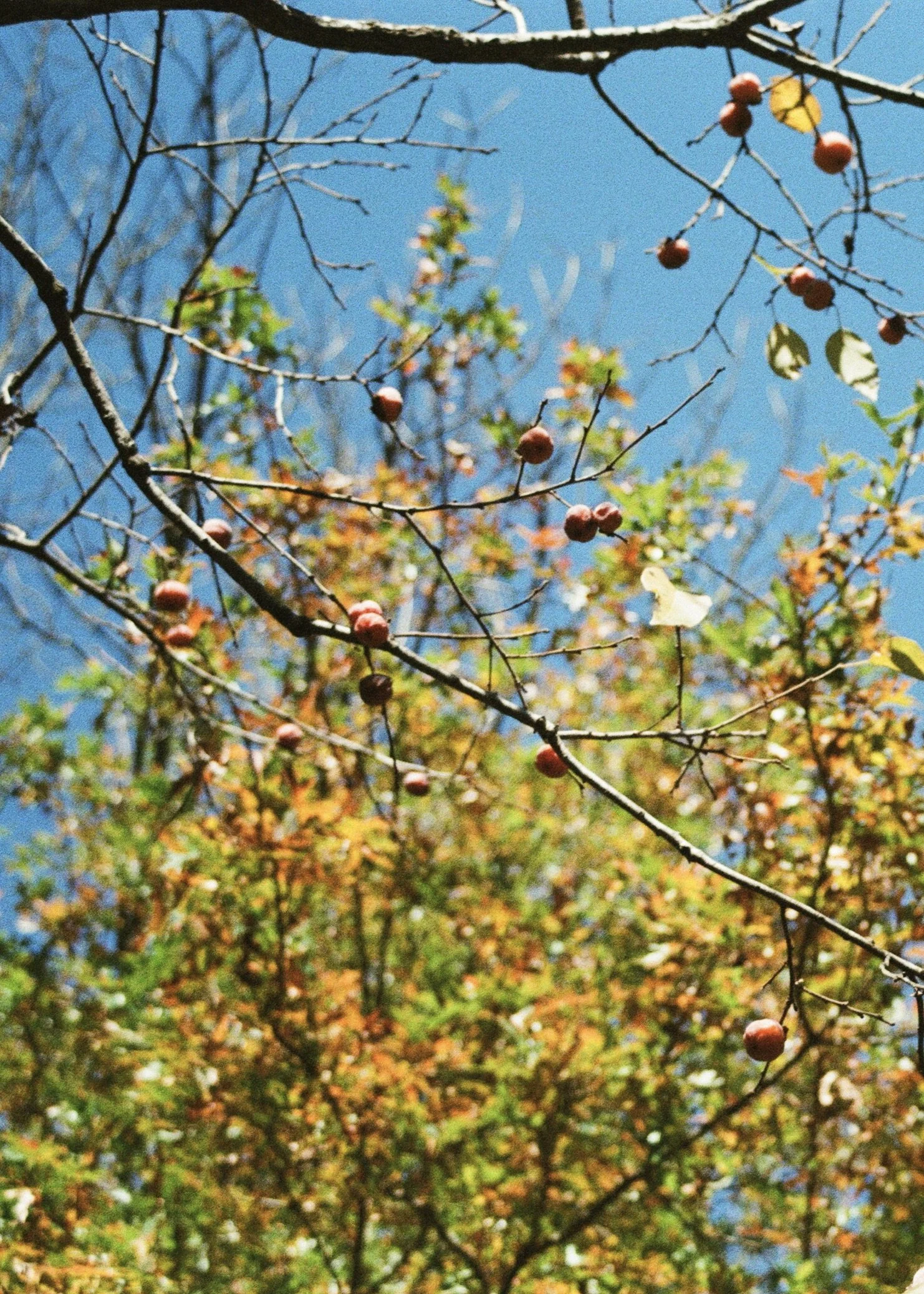 persimmon2film portrait.jpg