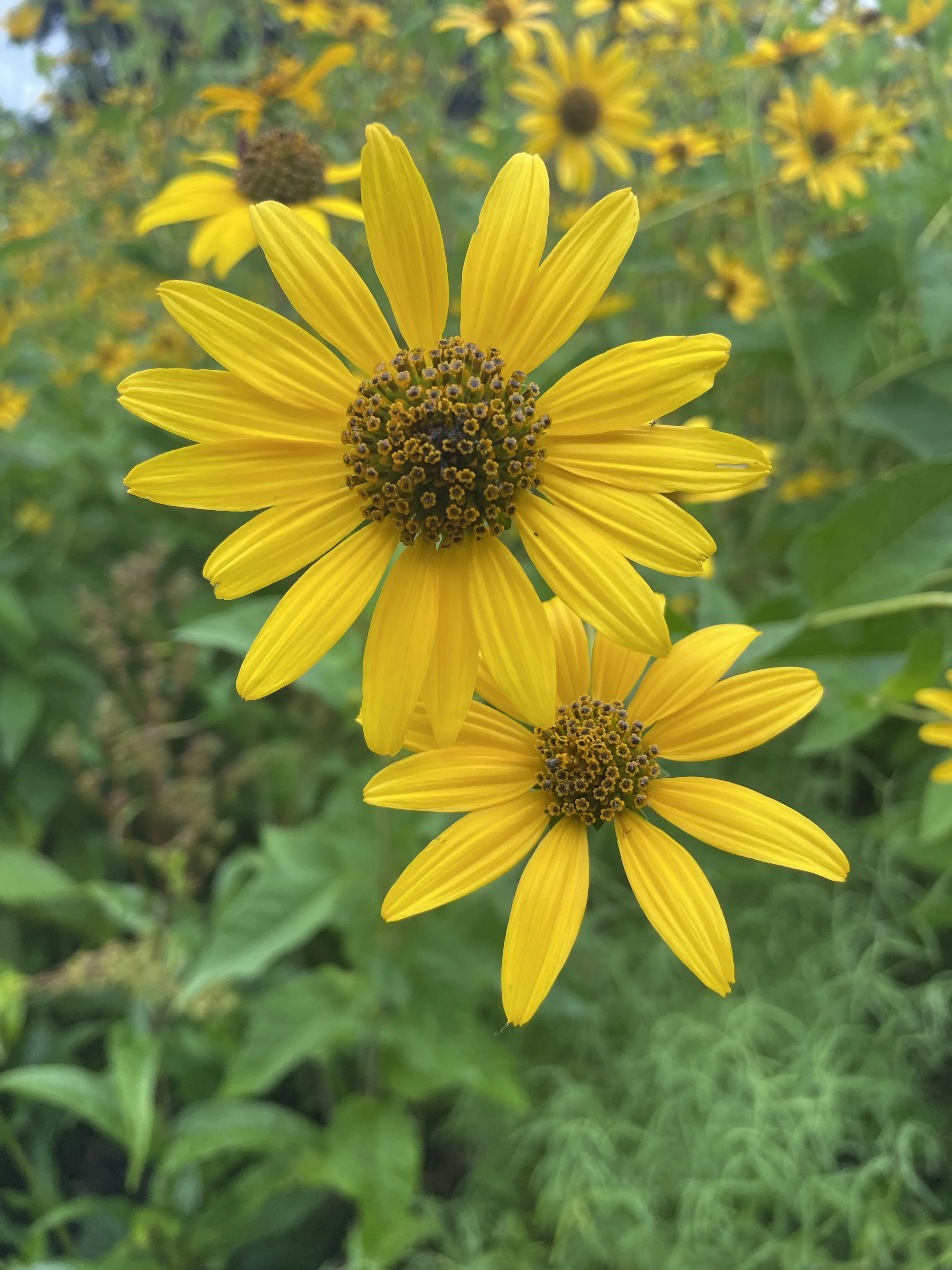 False Sunflower