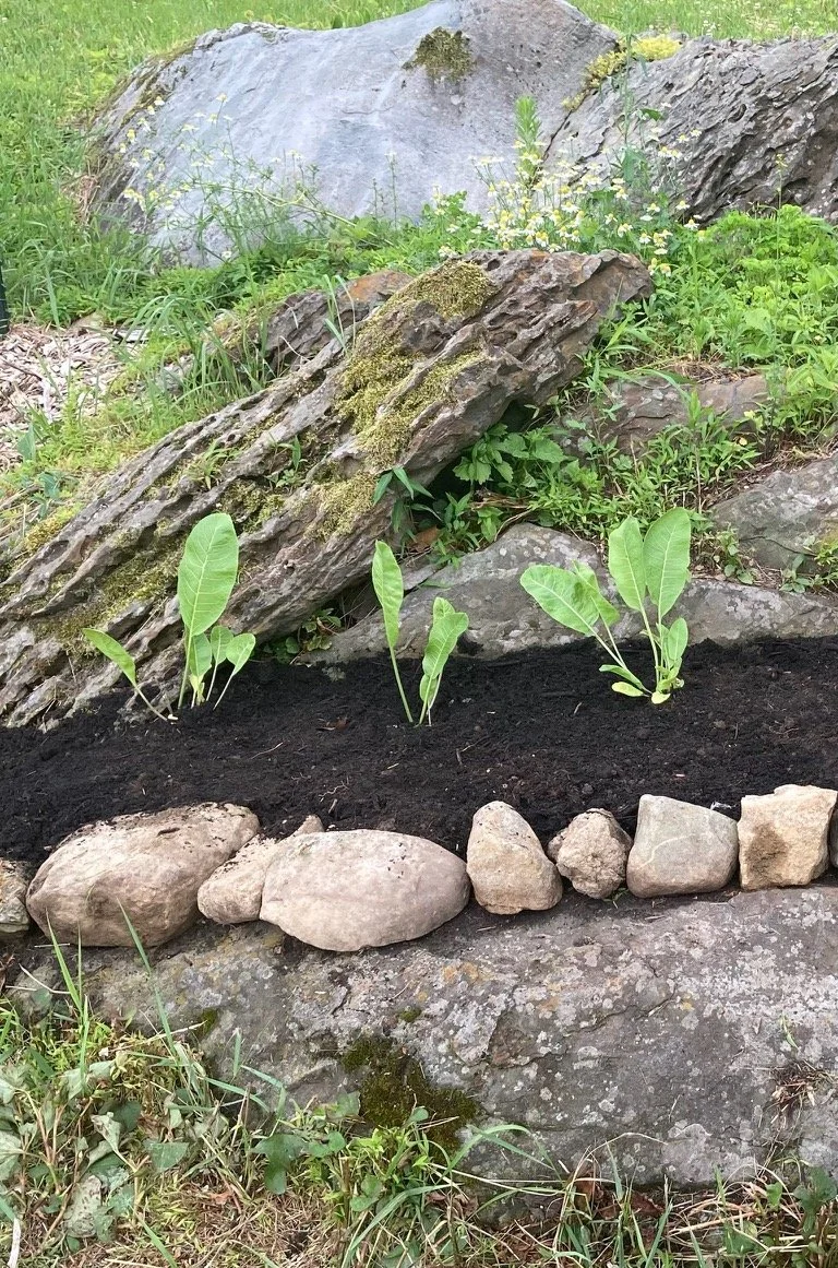 Horseradish