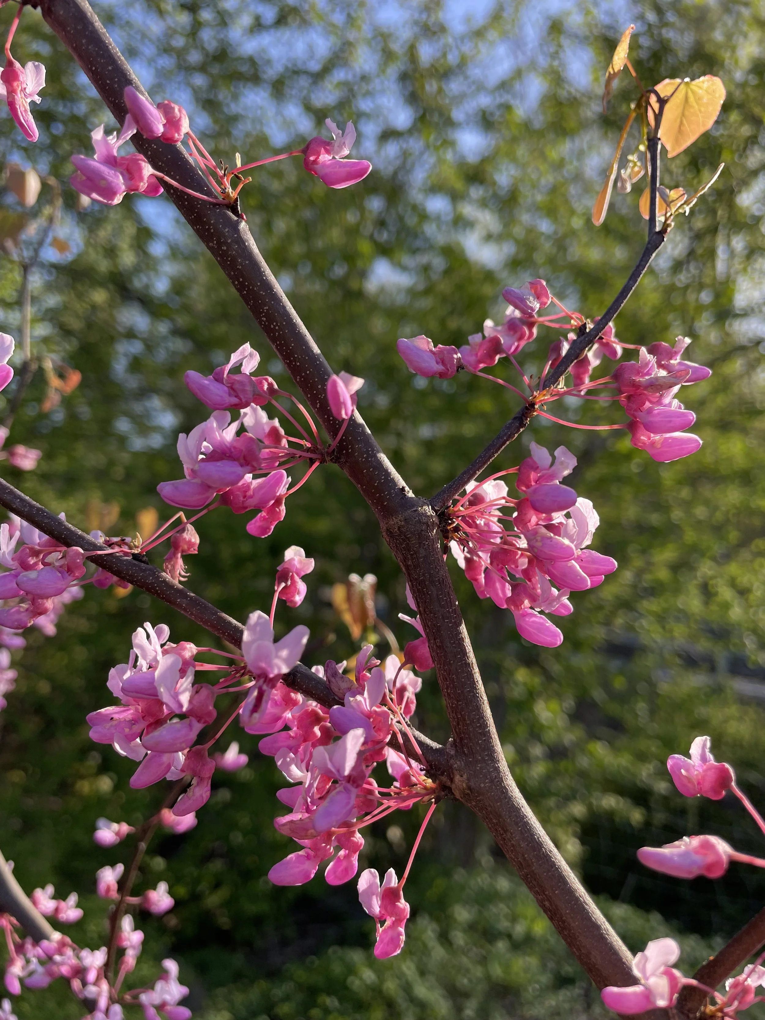 Eastern Redbud (Bare Root & Potted)