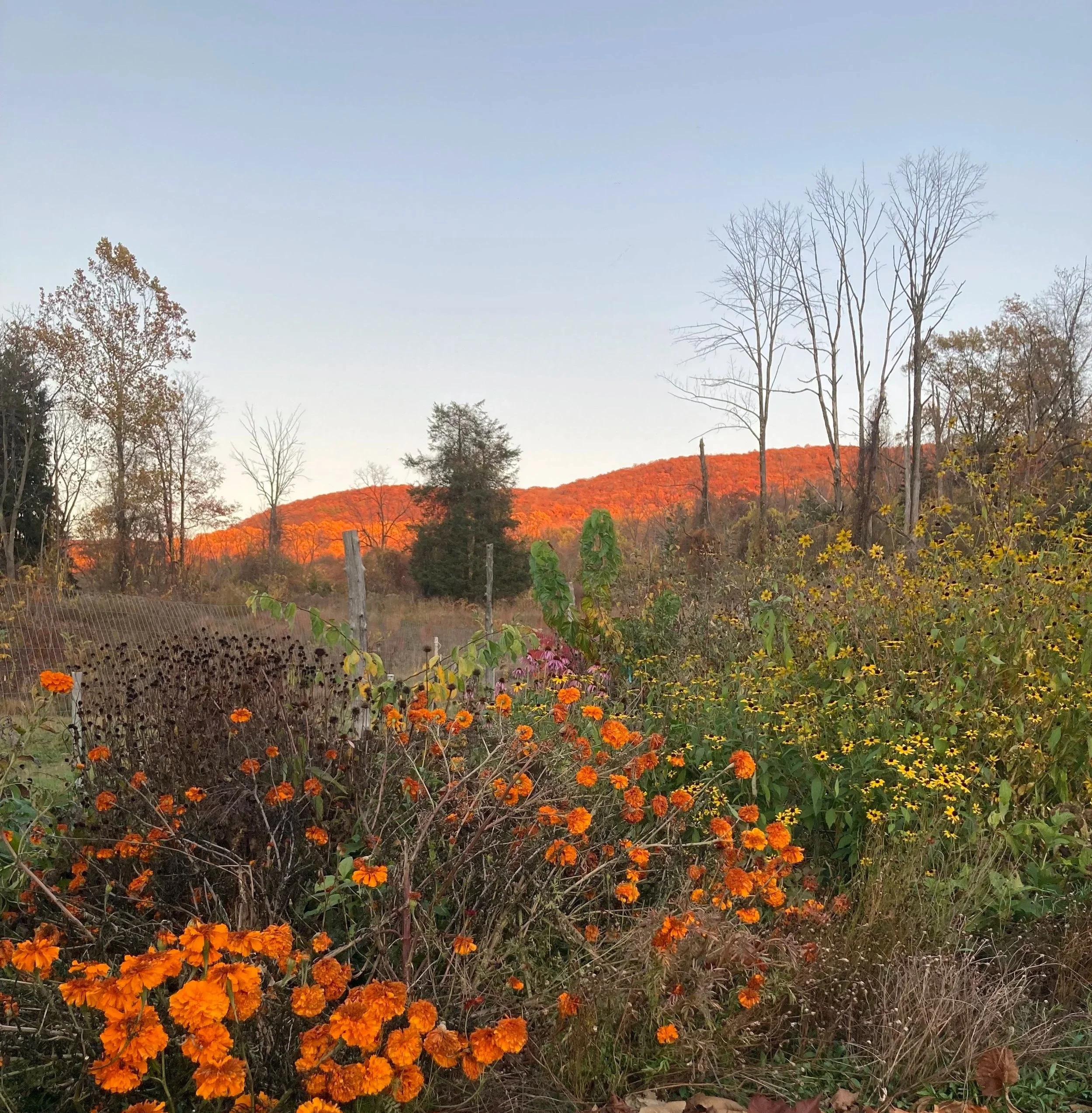 Autumn landscape with orange flowers in the foreground, leafless trees, and a hill covered with red-orange foliage in the background, lit up by the setting sun also known as alpenglow, under a clear sky.