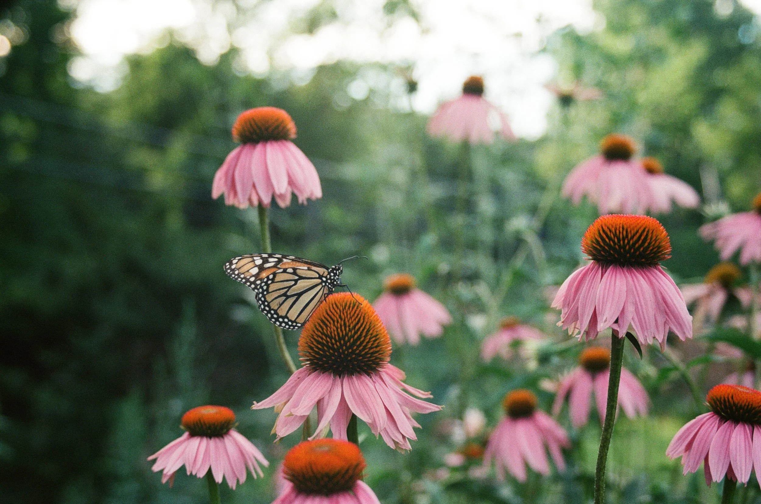 Purple Coneflower