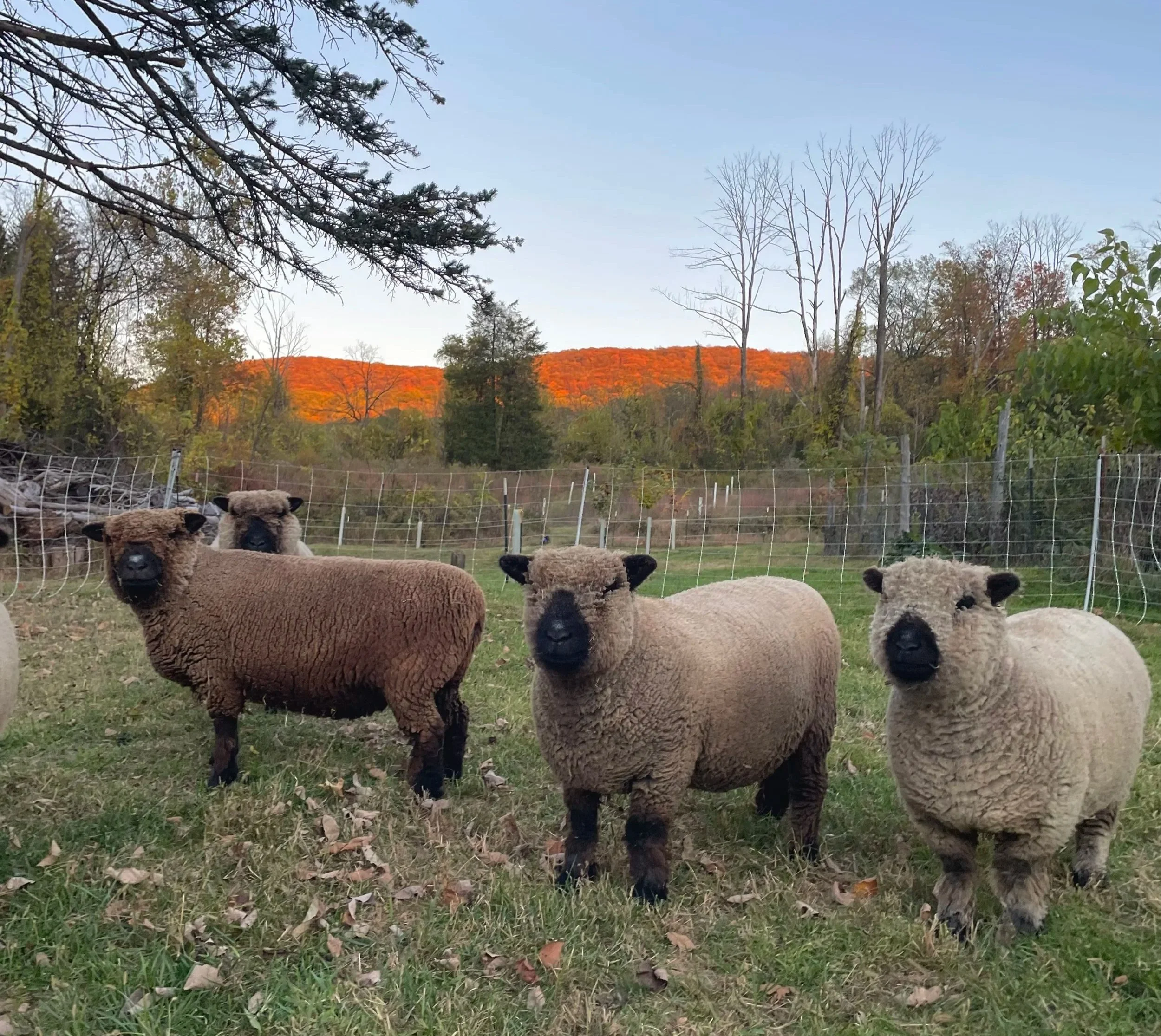 Three sheep standing in a grassy field with a fence, trees, and hills with autumn-colored foliage in the background.