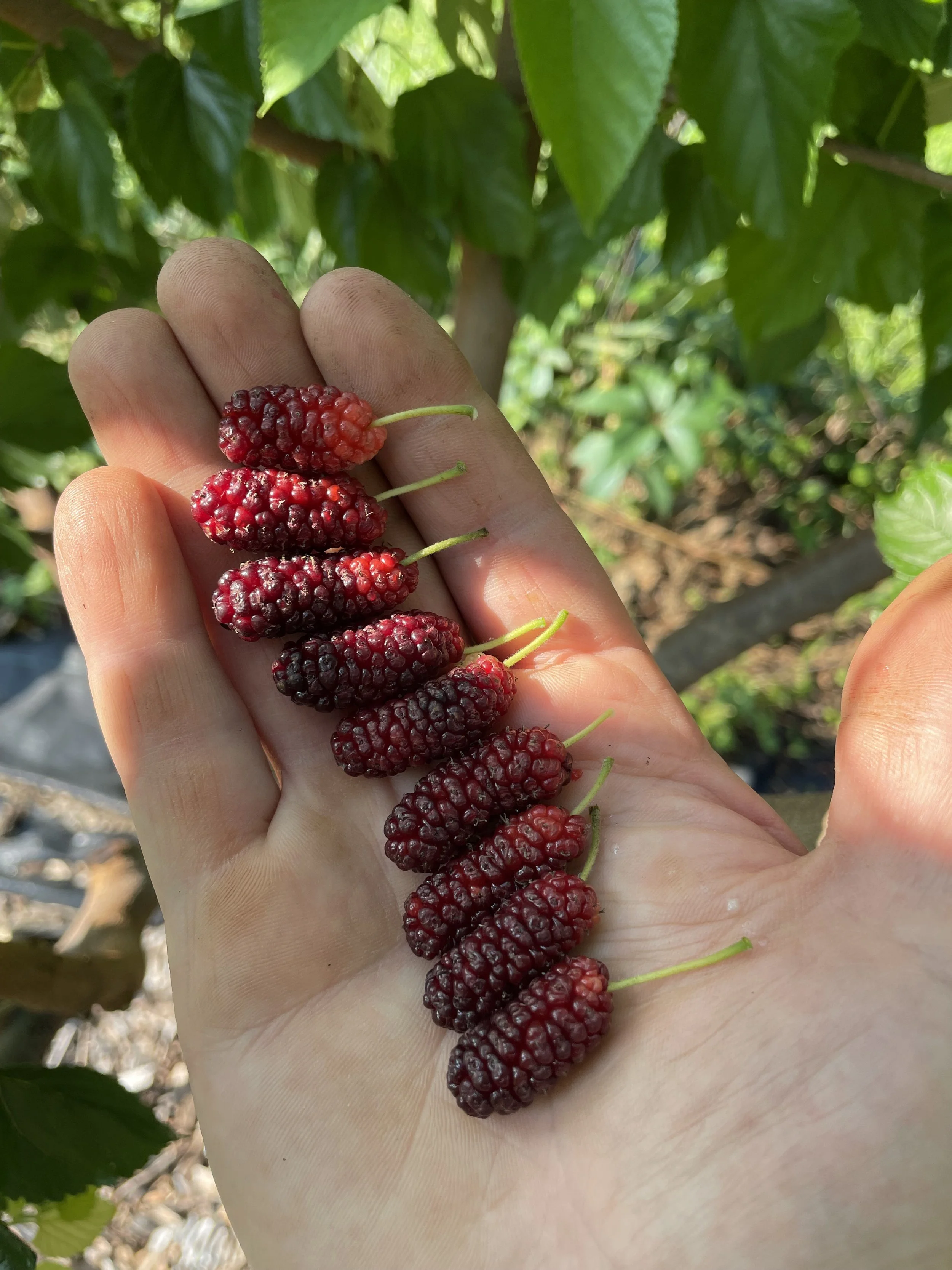 Mulberryfruits.jpeg
