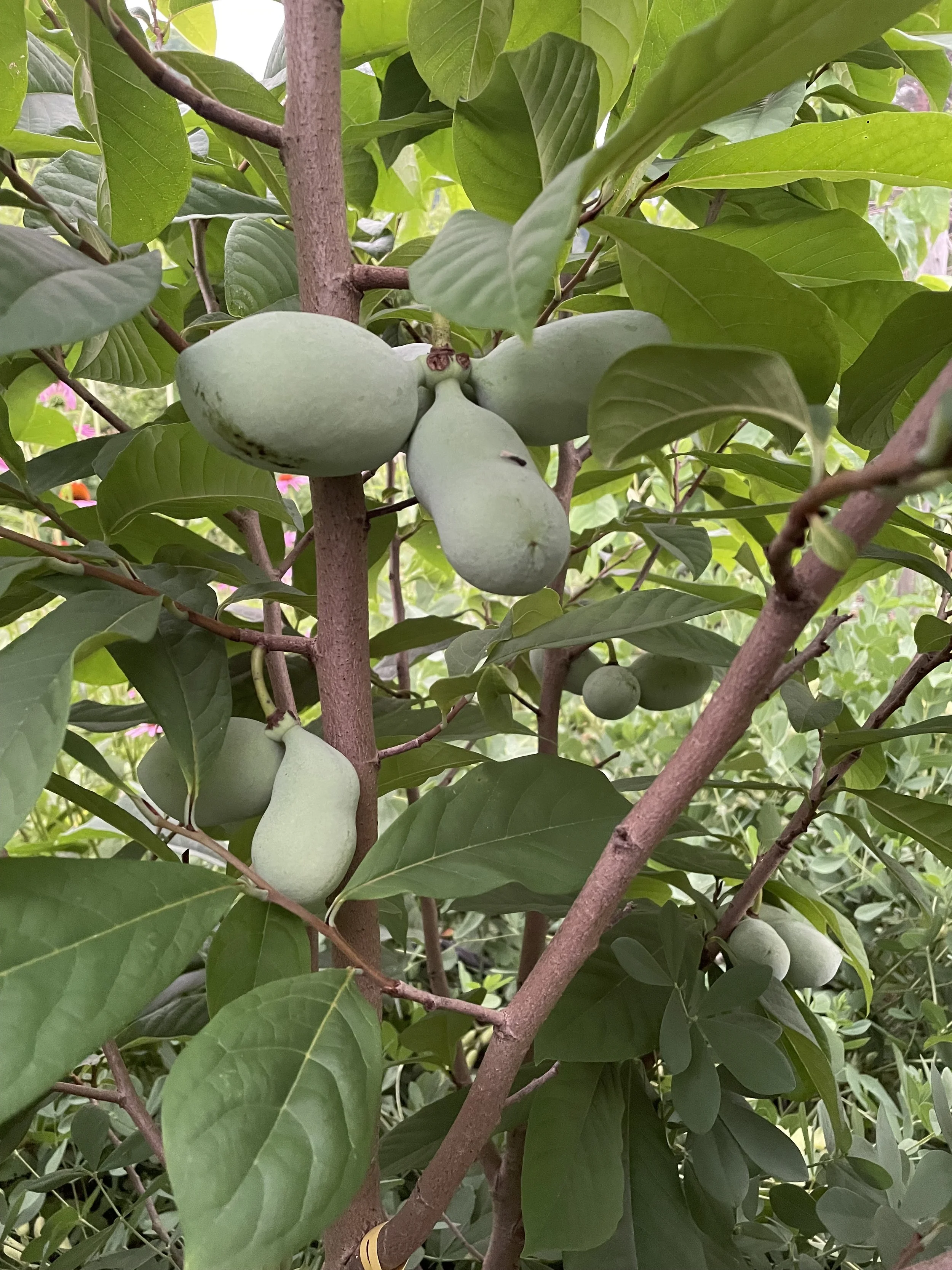 Paw Paw - Grafted Cultivars (Potted)