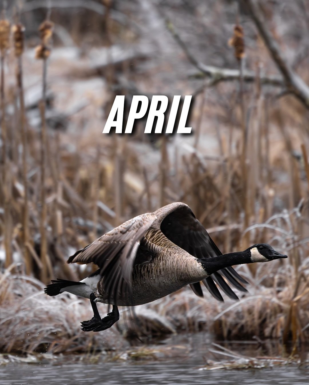 April was busy, so here’s a few shots, clips and frames of it.
#photography #videography#filming #frames #stills #cinematography #creative #aprilrecap #trophymediaco #woodworking #dronephotography #turkeyhunting #wildlife #wildlifephotograph