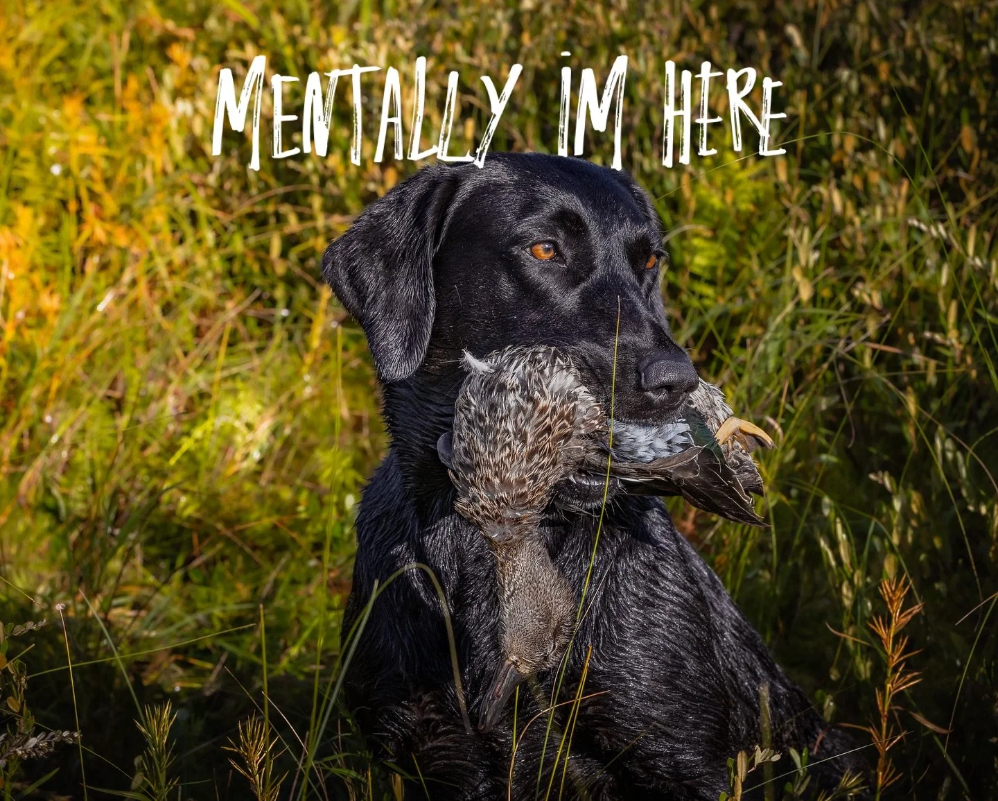 Patiently waiting..
#photographer #outdoors #waterfowlhunting #hurryup