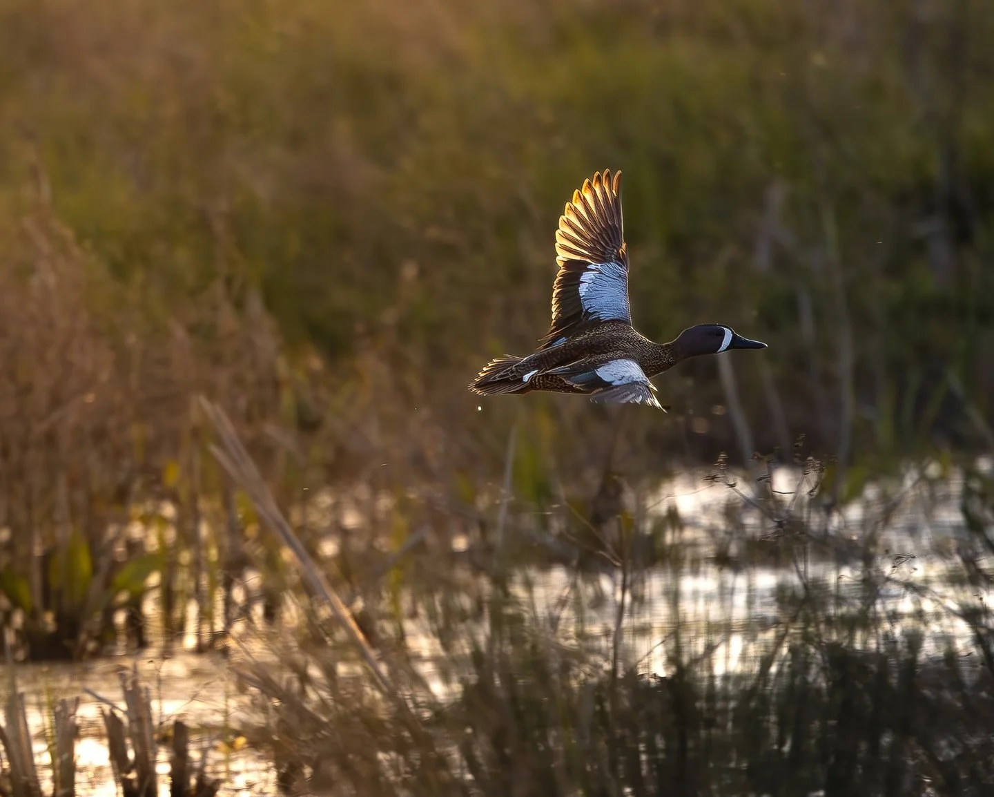 Rockets or honkers?
What gets your heart pounding & season started?
Locally, we don’t have as much of an opportunity for those early season geese, but you bet we’ll be out swattin’ skeeters in the marsh for those favorite li