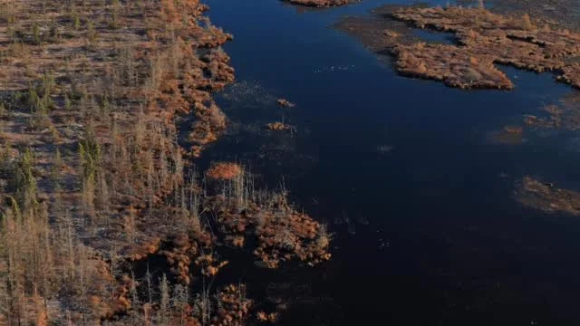 Buffets open for business
#waterfowl #mallards #ducks #drone #wildlife