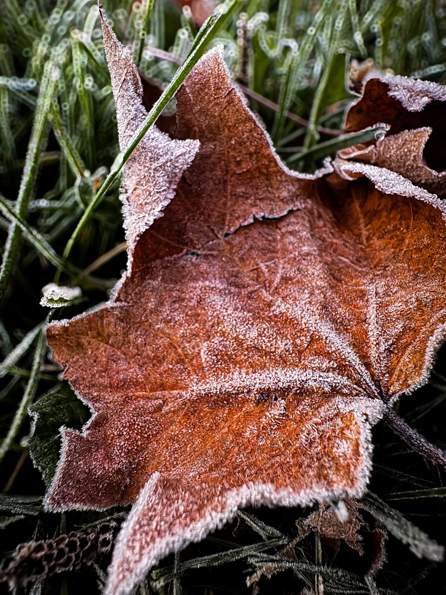 And so it begins ππ¦
#frost #fall #wisconsin #outdoors #nature #photographer #photgraphy