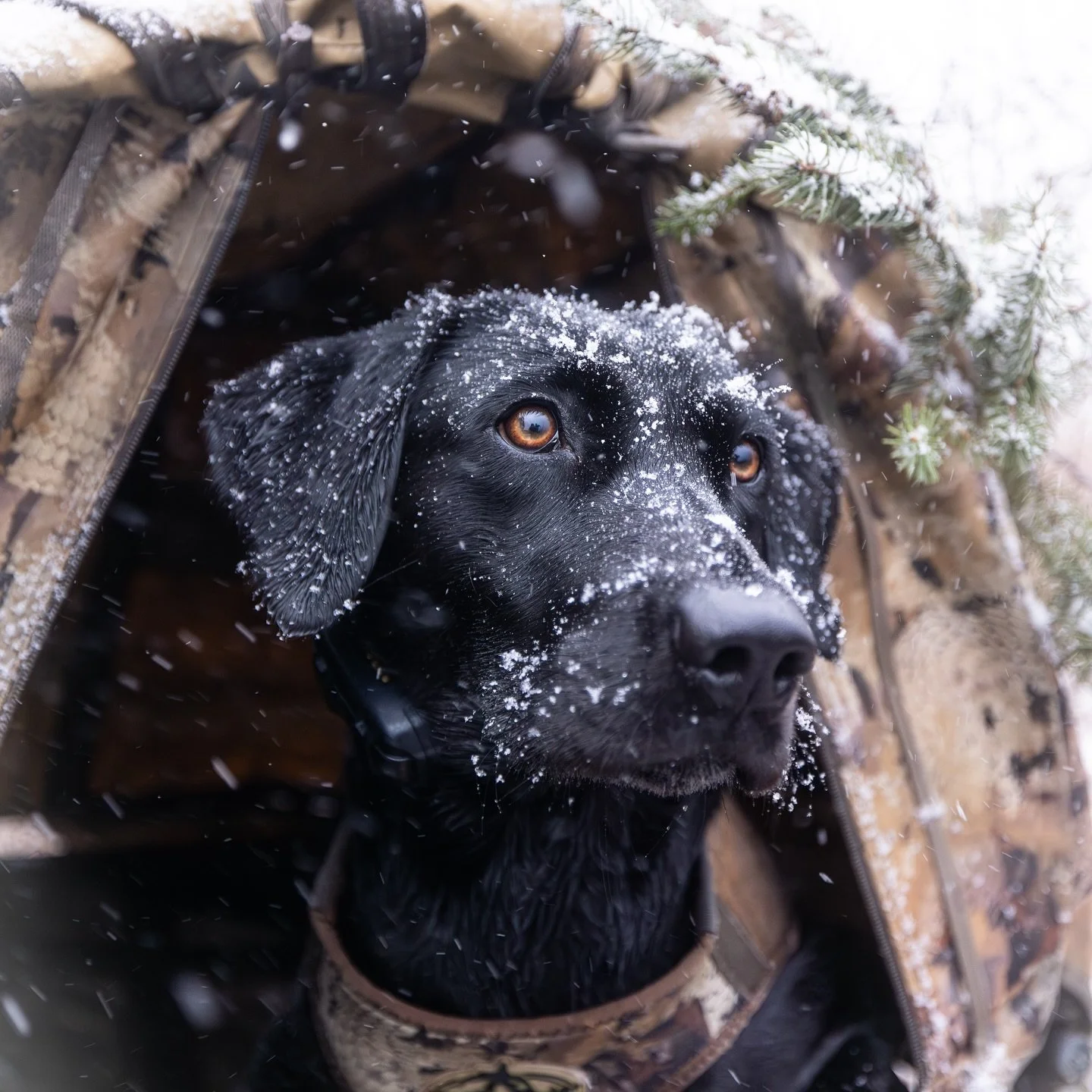 Blustery, frozen, and a black duck to top it off.

Willow carried the whole hunt on her back. Snow-covered, locked in, and loving every second. ❄️🦆

We&rsquo;re winding down up here in the north, and it&rsquo;s been a grind to this point and likely 