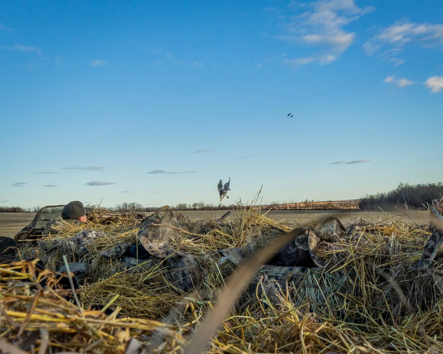 Setting them up for a chip shot. 

One of my favorite sequences from some time spent with @cloud9_outfitters this past fall. 

#tanglefreeshots25 #diverge14 #photographer #waterfowl