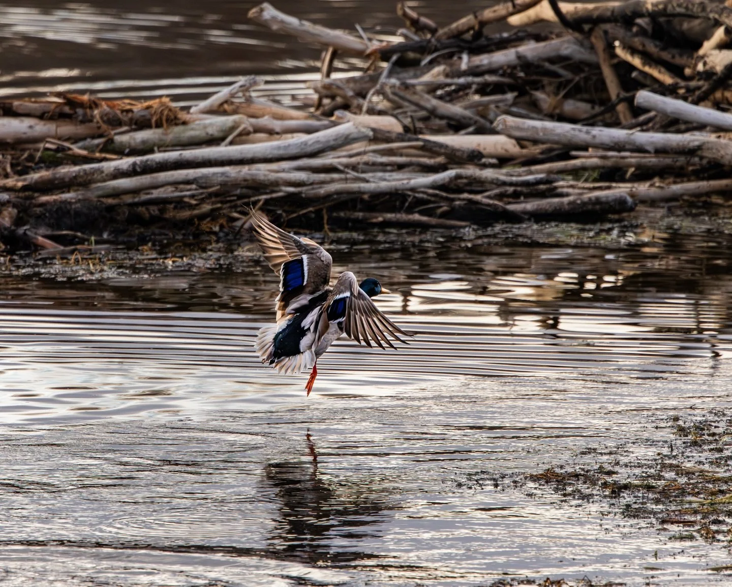 Albertas finest. 

Sometimes you just need to hit the dirt roads and see what&rsquo;s around the next corner. This little honey hole had a lot to offer, and was a great spot to lay low and let the birds do their thing.

I had this beaver house eyed u