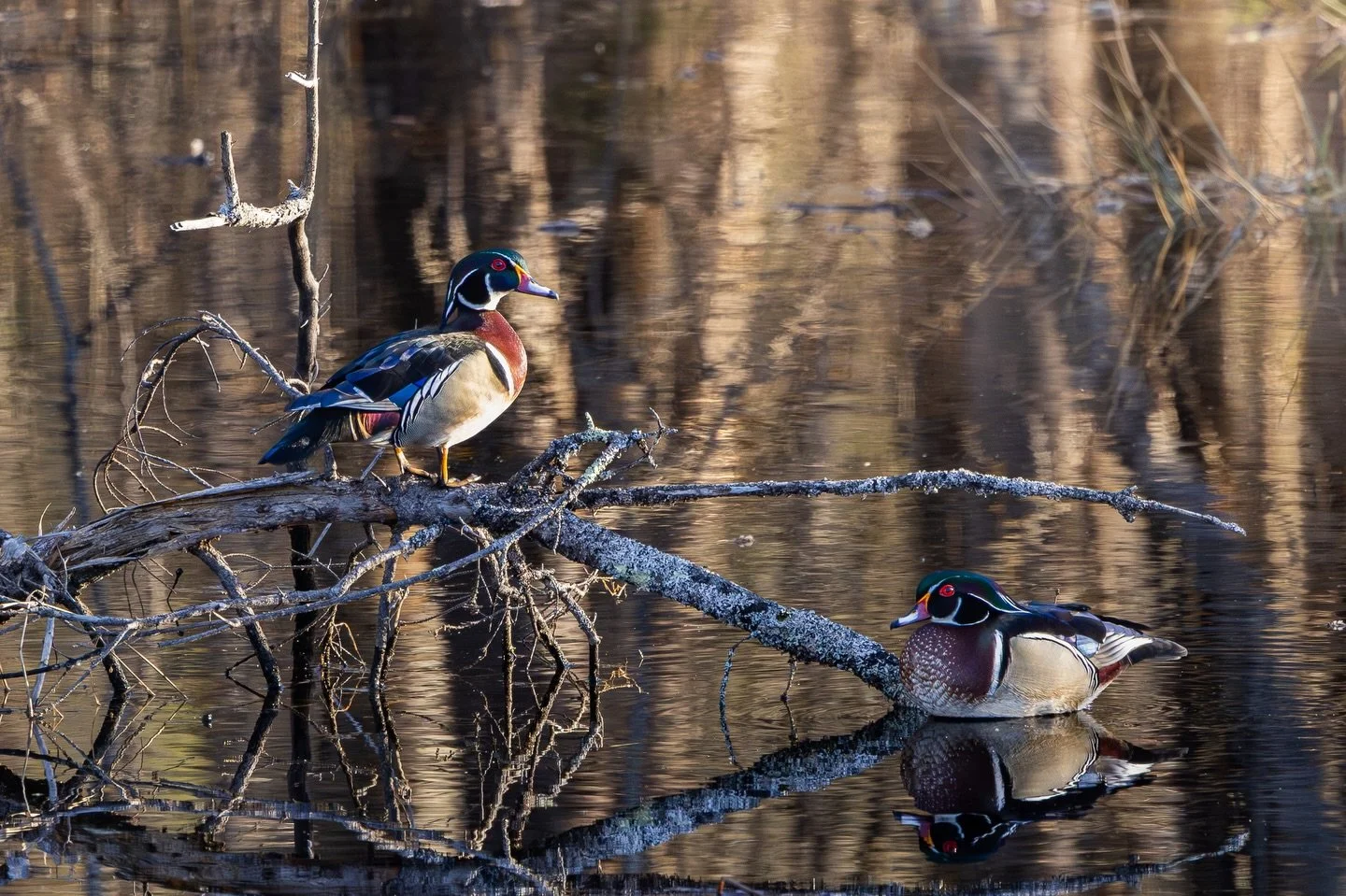 &bull;Perched&bull;

Sometimes you find yourselves in the right place at the right time. Even if the intention was to chase down a turkey, there&rsquo;s always time to pump the breaks for a good wood duck photo! 

#wildlifephotography #waterfowl #woo