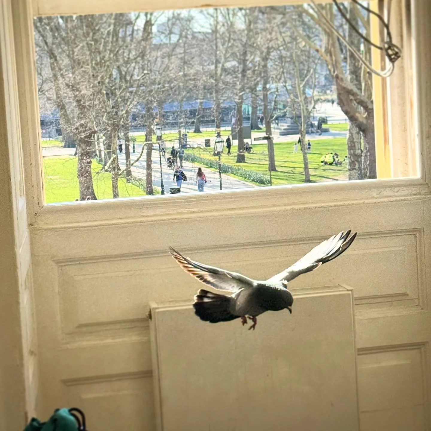 Had a visitor at teaching today!! 🐦😂
To be fair, it had a musical &lsquo;cooo&rsquo; - very nice indeed 👏 
#teachingassistant #musicalpigeon #pigeonsofinstagram #fluteteaching