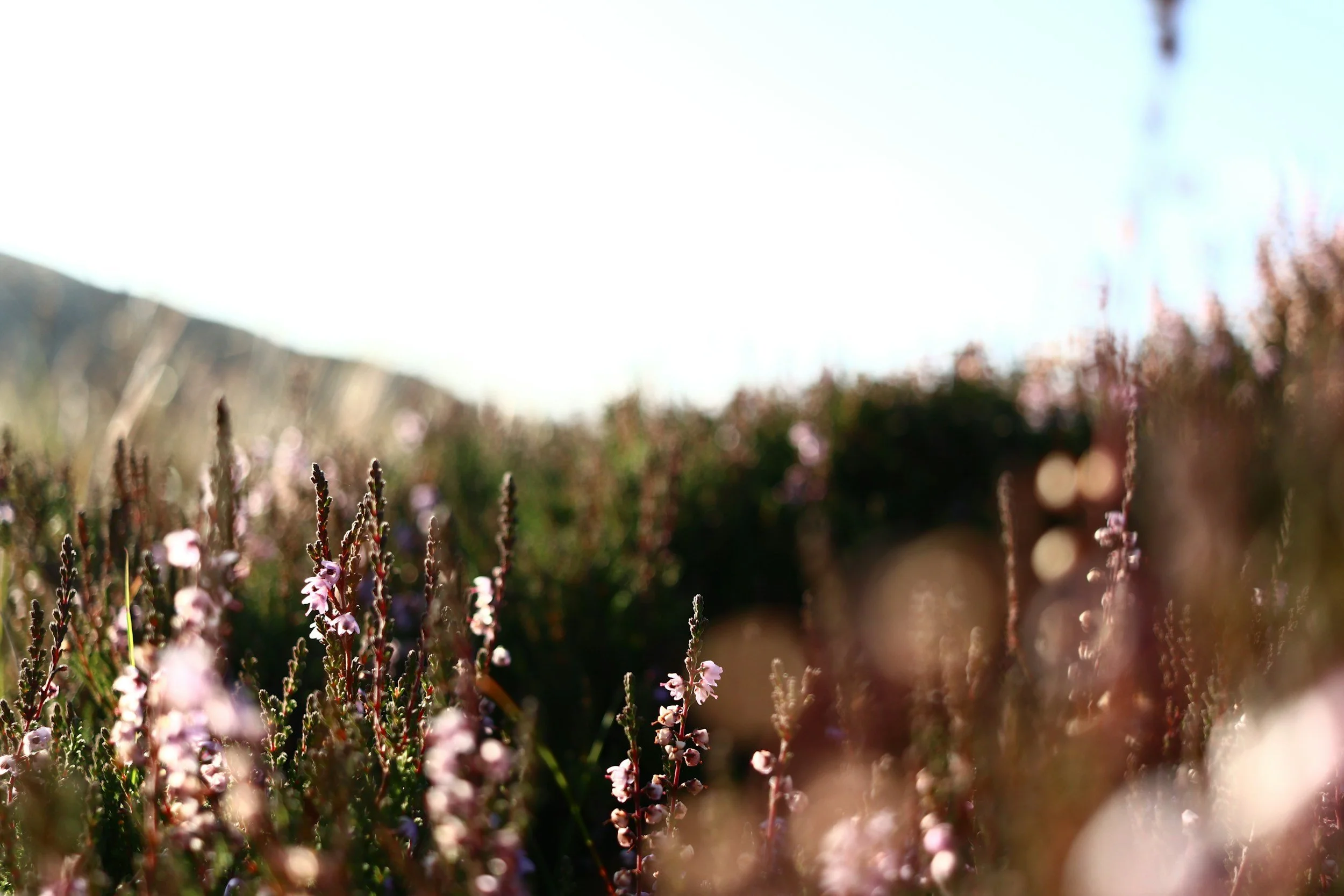Close-up of pink and purple wildflowers growing in a field with a clear sky in the background.
