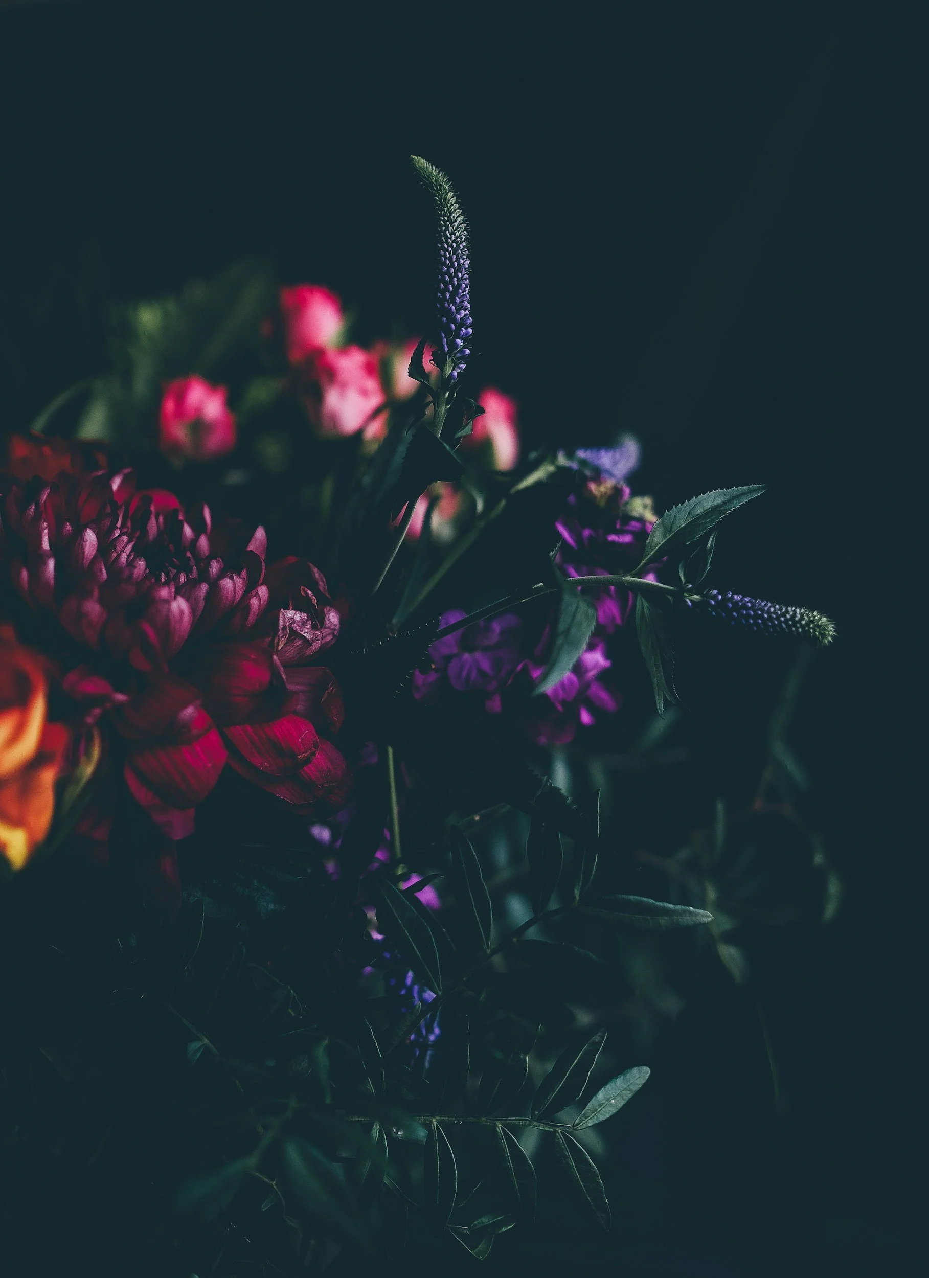 Close-up image of colorful flowers with purple, pink, and orange petals, blurred background, with a dark backdrop