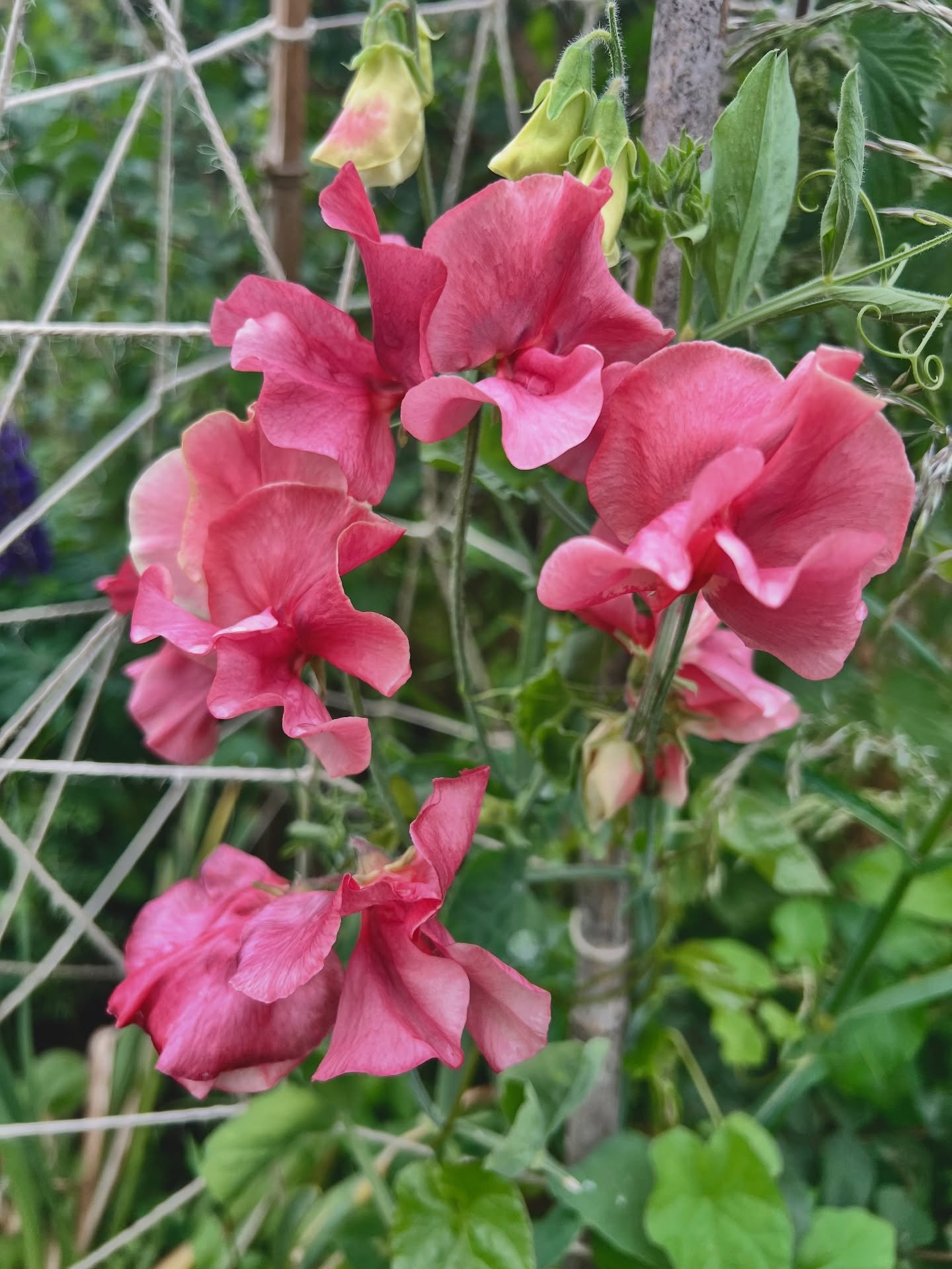 These stunning sweet peas absolutely deserve a place on the grid! 

This is the beautiful Kings Ransom variety from @alma.proust and I love them. This is the second year I&rsquo;ve grown them and I will grow them every year from now until I can no lo