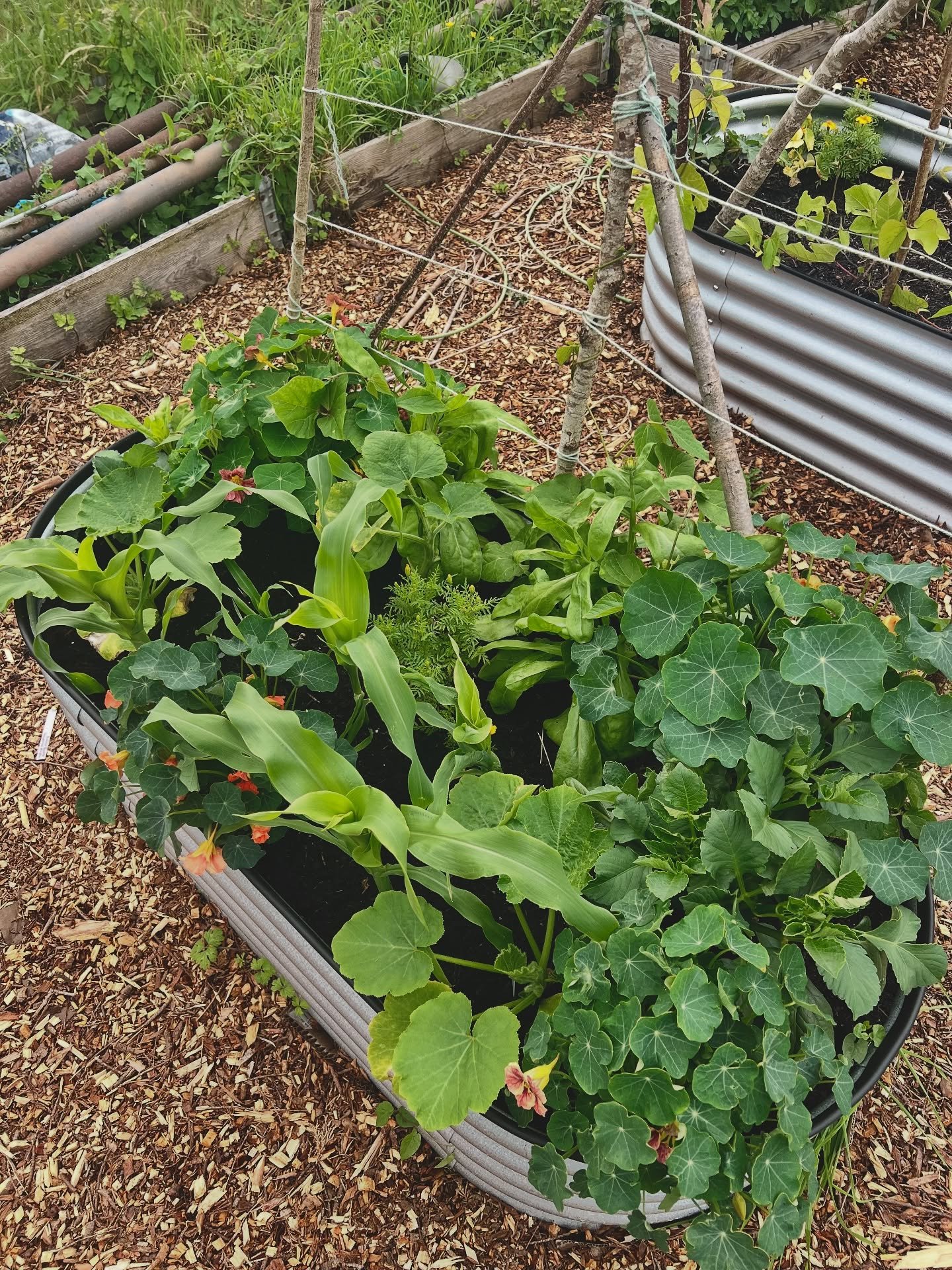 Experimental bed update! 

This year I&rsquo;m experimenting to see how much food I can grow in one small raised bed, ignoring spacing rules and going for more of a polyculture approach. This bed has sweetcorn, runner beans, squash, nasturtiums, cale