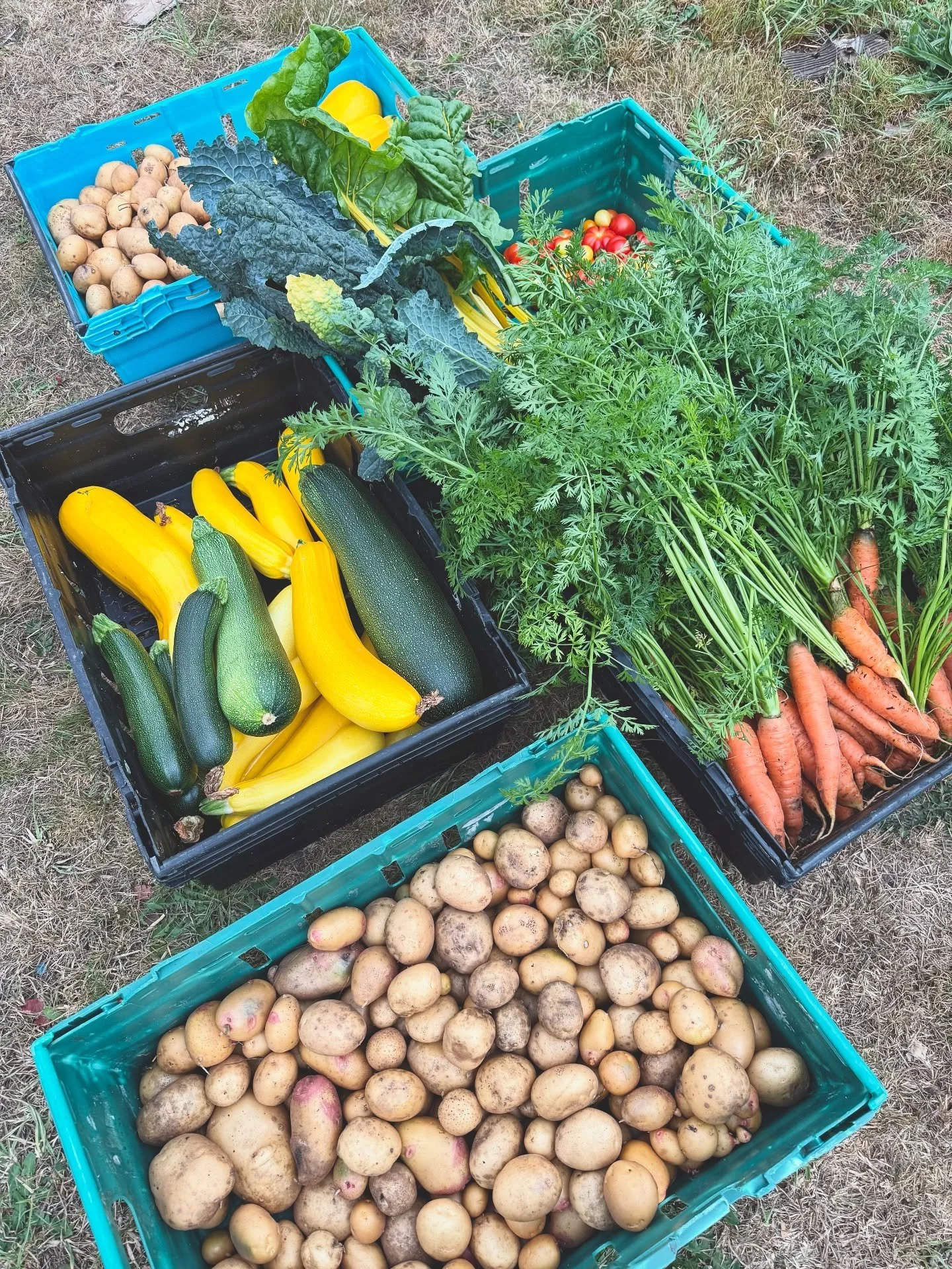 Another Wednesday harvest from our community garden @devon_dig_and_donate and this week we&rsquo;ve got carrots, potatoes, kale, chard, tomatoes and of course, more courgettes and marrows! 😂

Each week we donate fresh, organically grown vegetables t