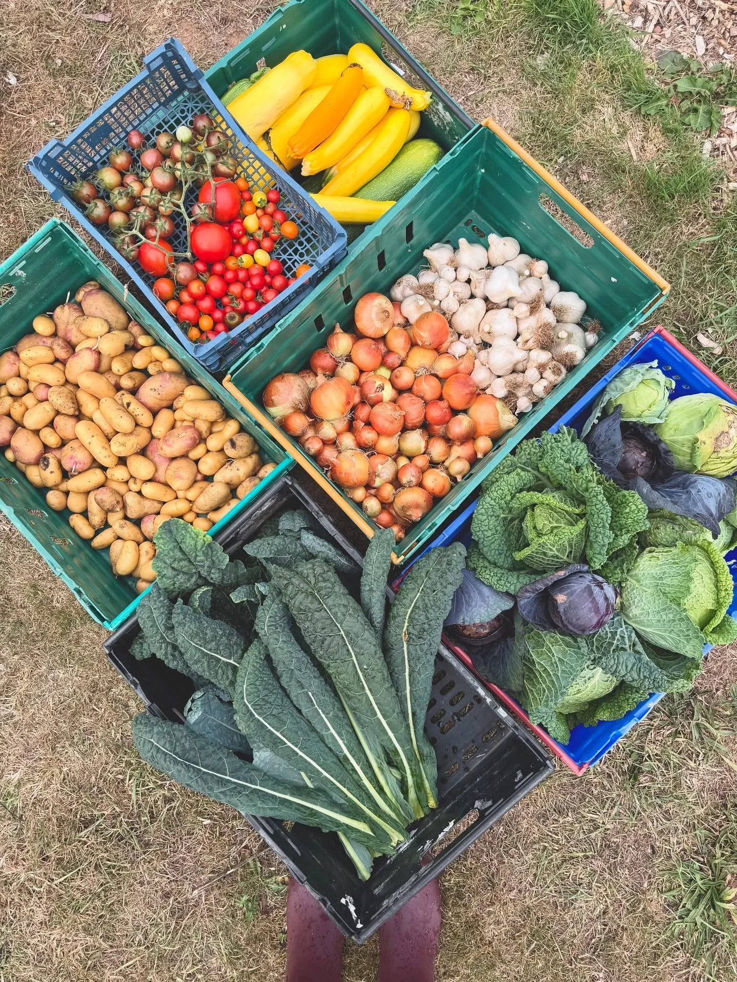 Another mid week harvest donated to those in need. Every harvest from @devon_dig_and_donate is donated to food action groups in and around Exeter. 

So far this season we have donated over 500 kilos of fresh, organically grown produce.