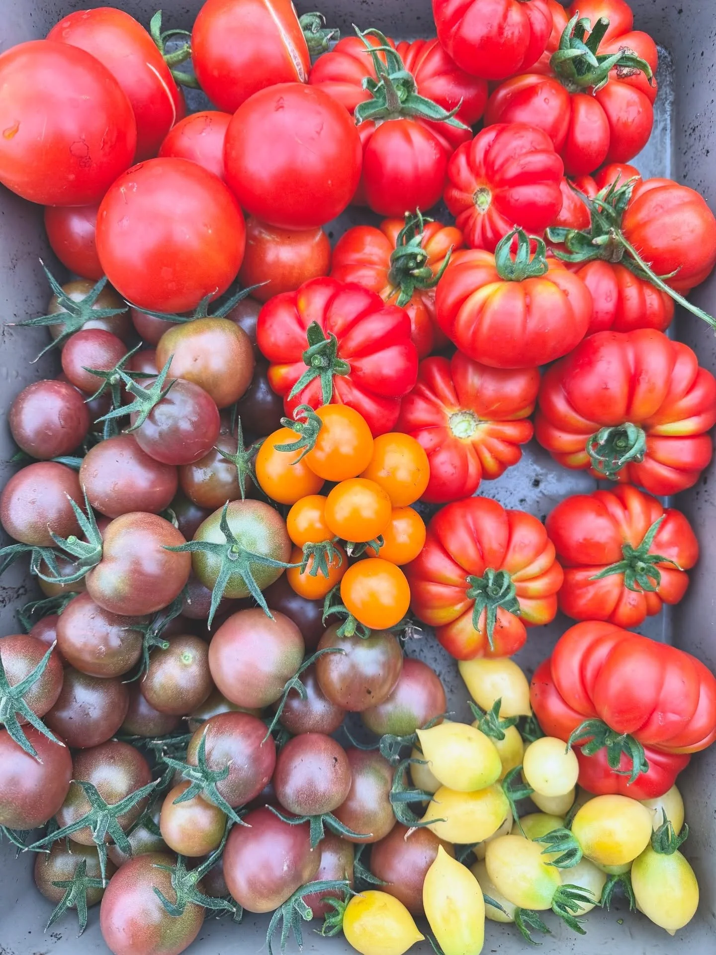 The tomatoes just keep on coming! Can you name the varieties we&rsquo;re growing? 🍅 

#tomato #tomatoplant #freshvegetables #growyourown #nodig #polytunnellife #growfood #livesustainably #growingvegetablesathome