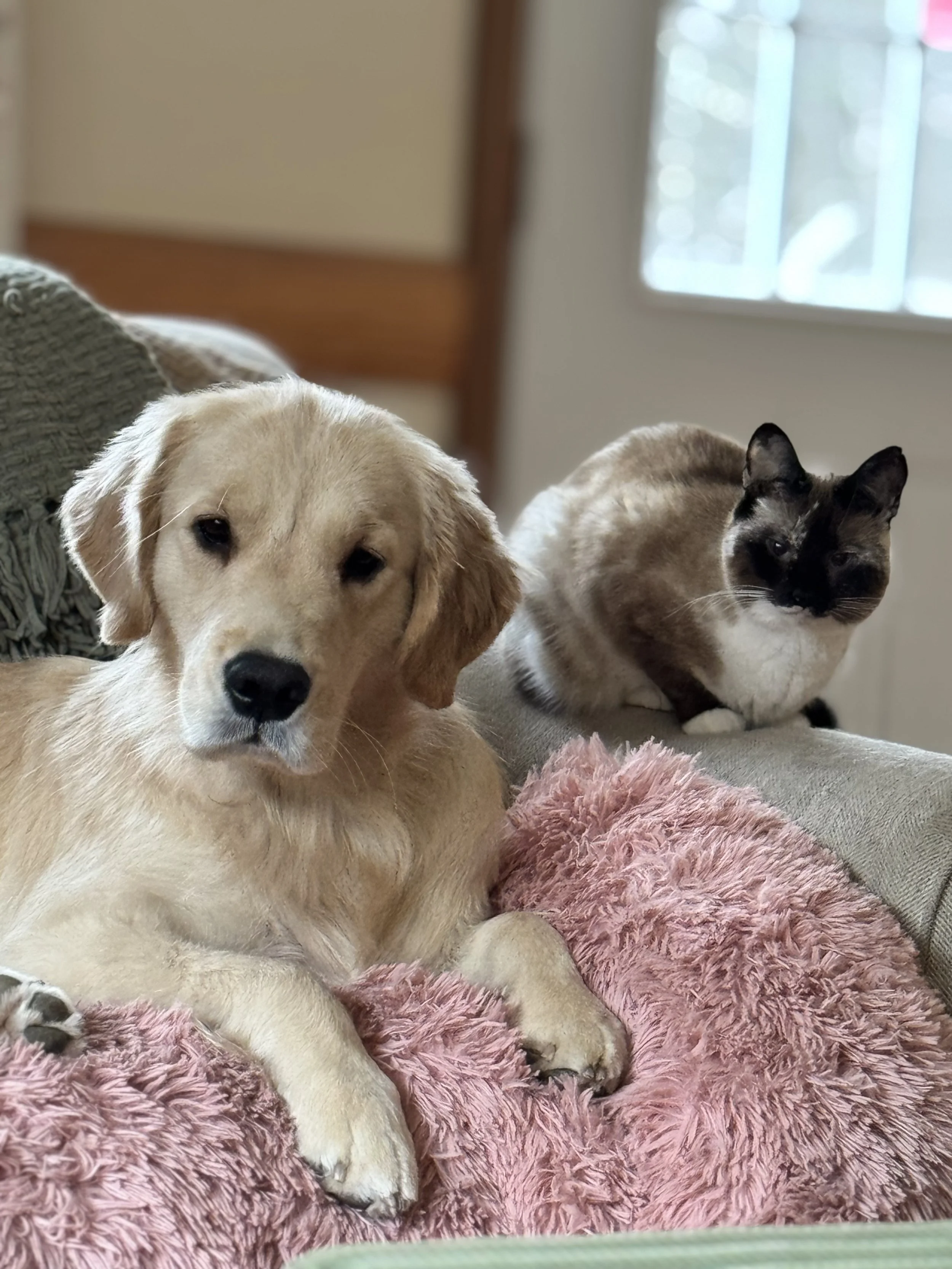 A yellow lab puppy and a siamese cat resting on a pink fluffy blanket inside a house near a window.