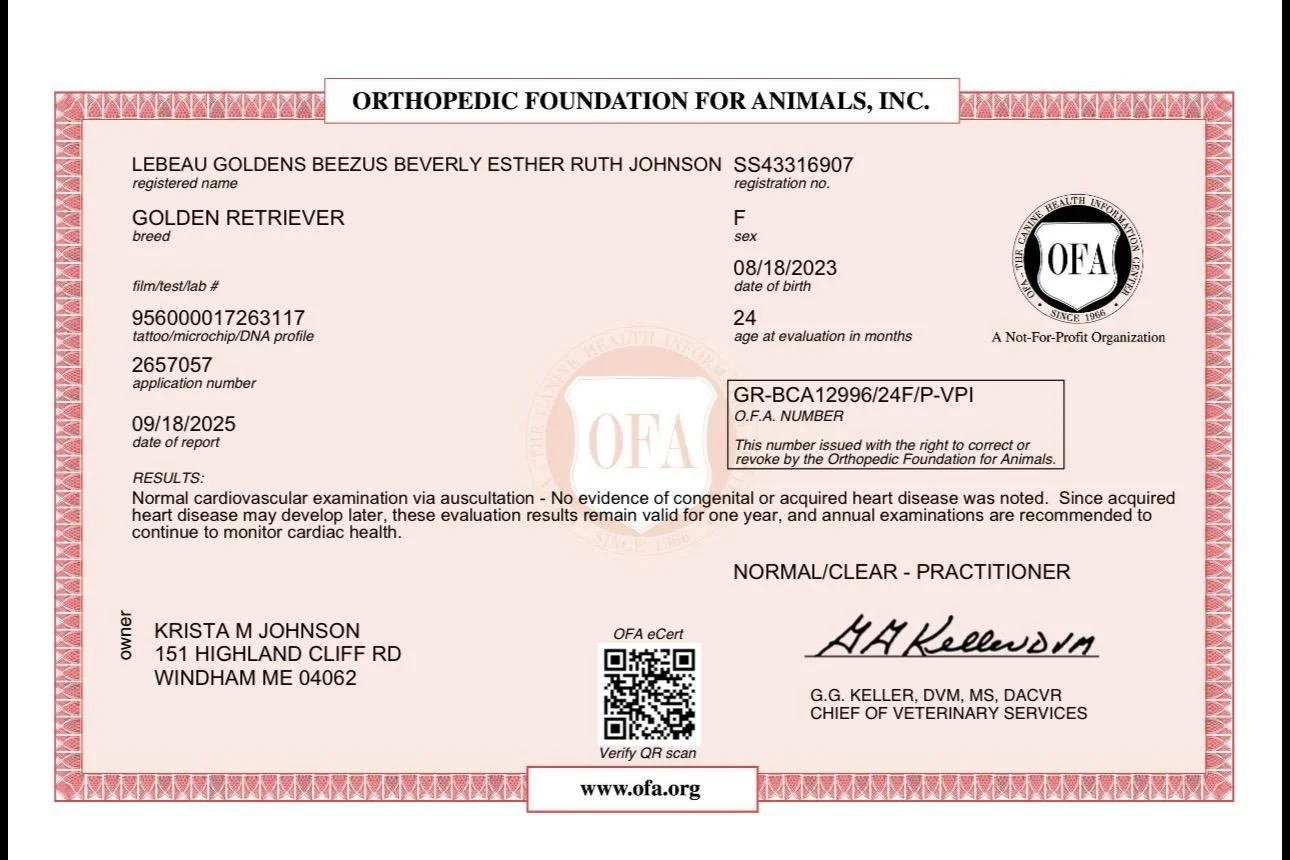 Veterinary certification document for a golden retriever, issued by the Orthopedic Foundation for Animals, including owner details and test results.