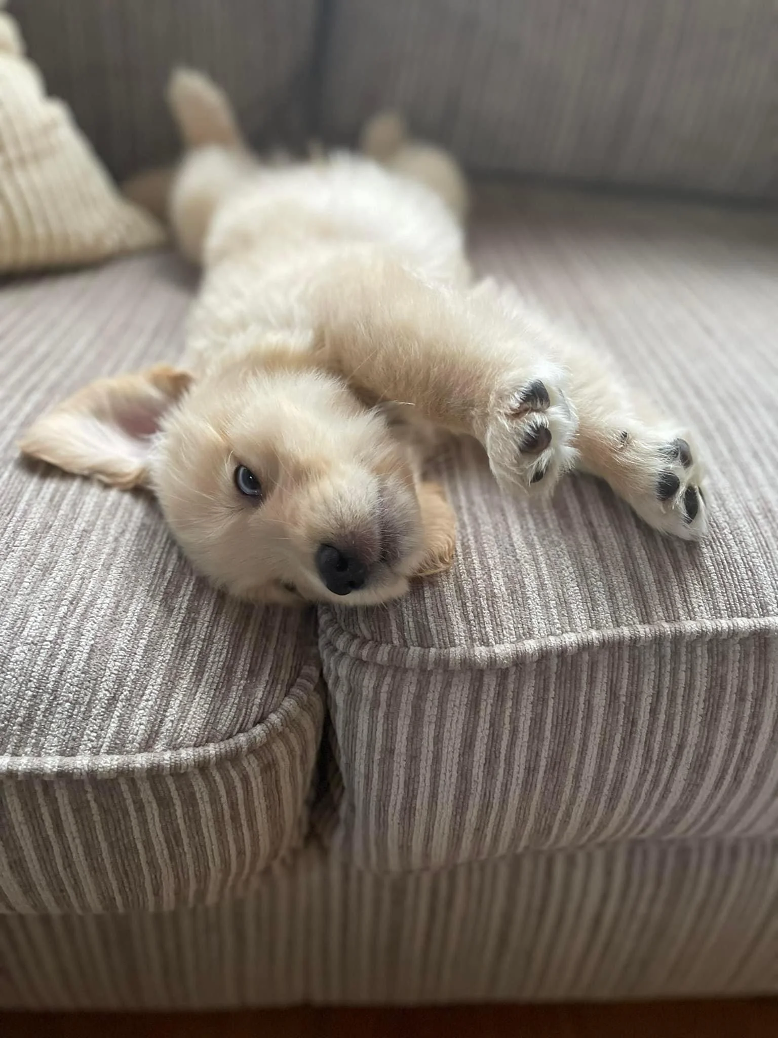 A small, fluffy puppy with light cream-colored fur and blue eyes lying on a striped beige and brown couch.