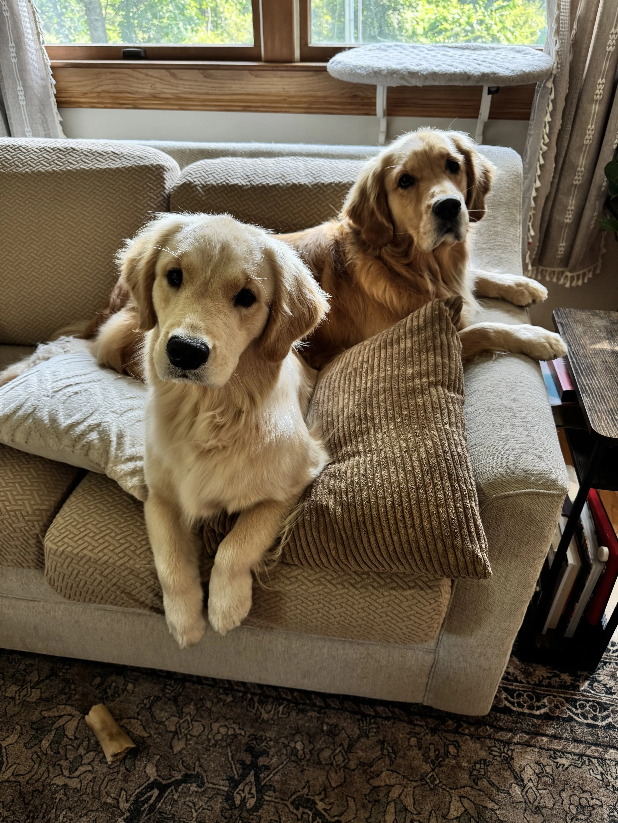 Two golden retriever dogs sitting on a beige upholstered sofa near a window. One dog is lying down with a relaxed expression, and the other is resting its paws on a throw pillow, looking directly at the camera. A bone is on the carpet in front of the sofa.