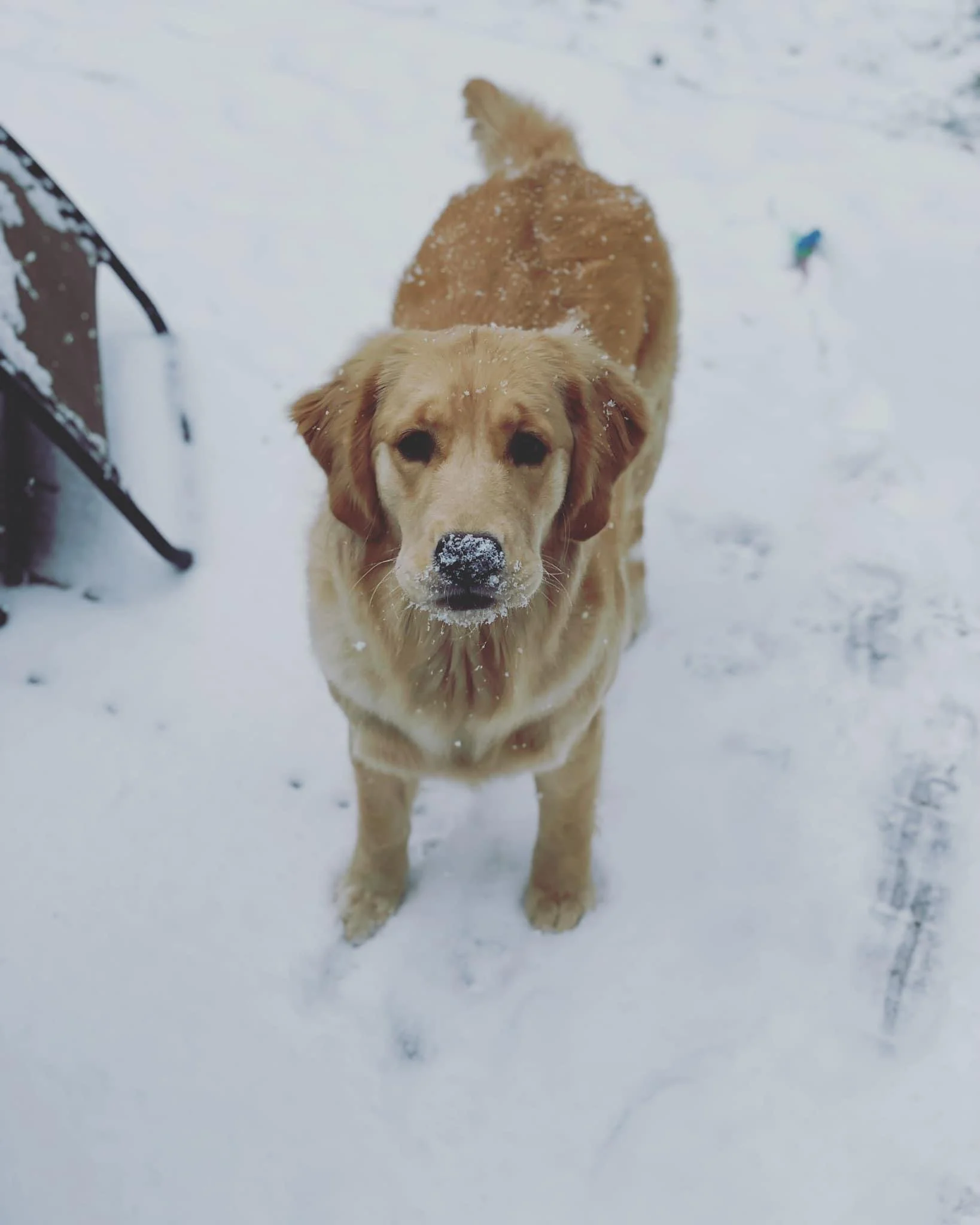 Golden retriever puppy standing in snow, with snow on its nose and fur, looking up at the camera.
