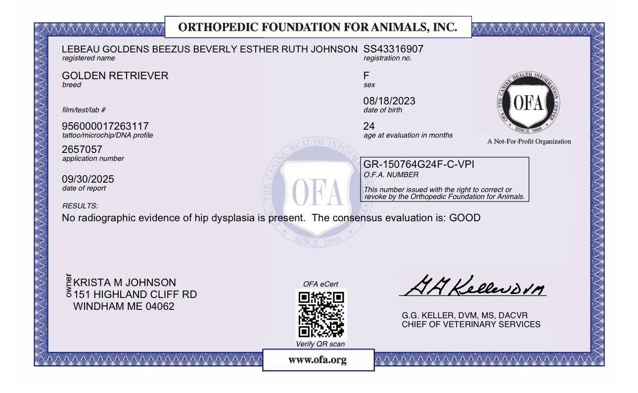 Veterinary diagnostic report for a Golden Retriever named LeBeau Golden, showing no signs of hip dysplasia, issued by the Orthopedic Foundation for Animals, with owner Krista M. Johnson's address in Windham, Maine.