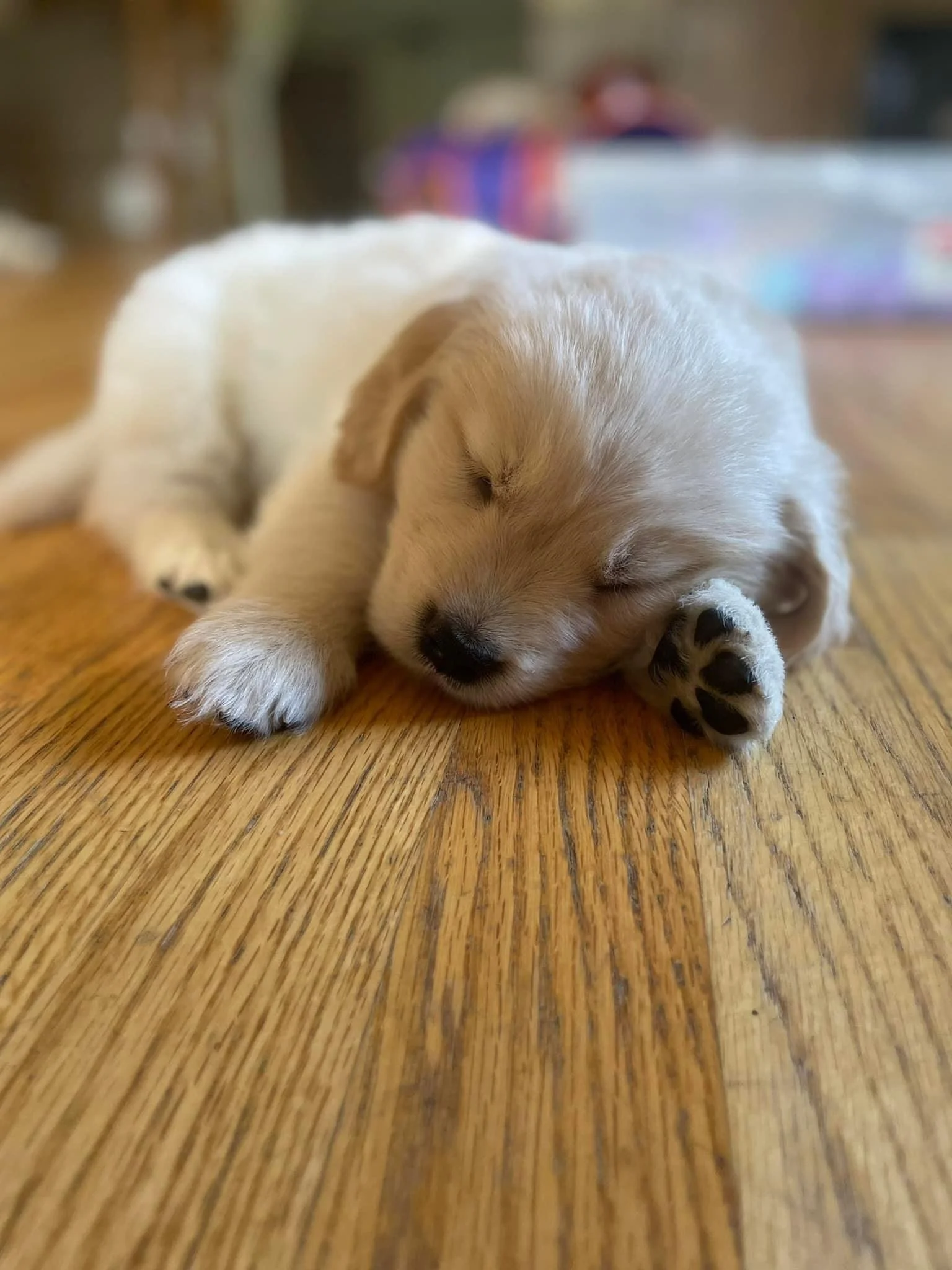 A small, light-colored puppy sleeping on a wooden floor with its paws near its face.