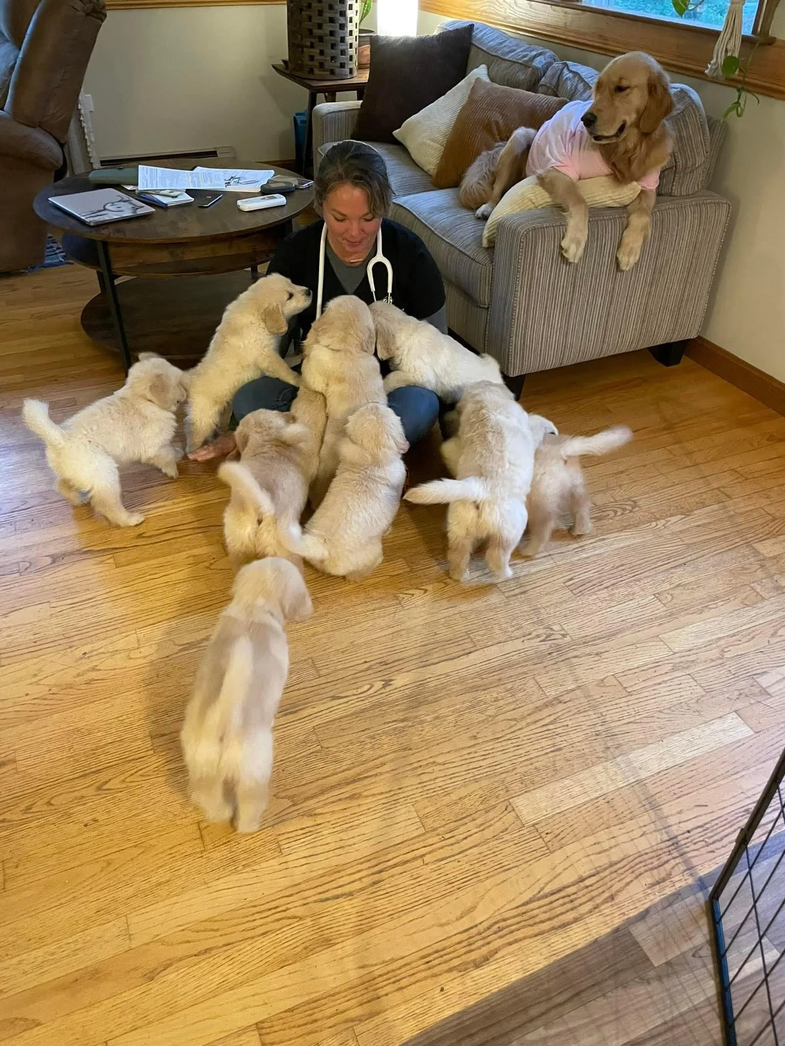 A woman with short hair and a stethoscope around her neck is sitting on the floor, surrounded by puppies. One puppy is sitting on her lap, another is leaning into her, and several others are climbing on her or around her. There are two adult dogs on a couch in the background.