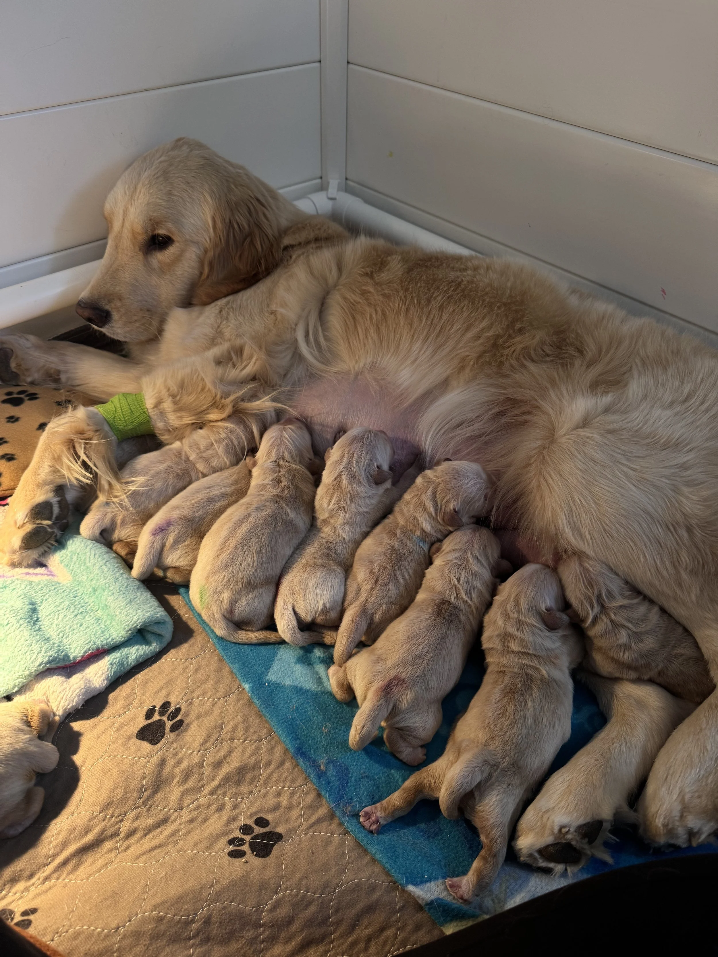 A golden retriever mother lying on a quilted blanket with paw prints, nursing a litter of ten golden retriever puppies, some with green or purple bands around their necks, inside a whelping box.