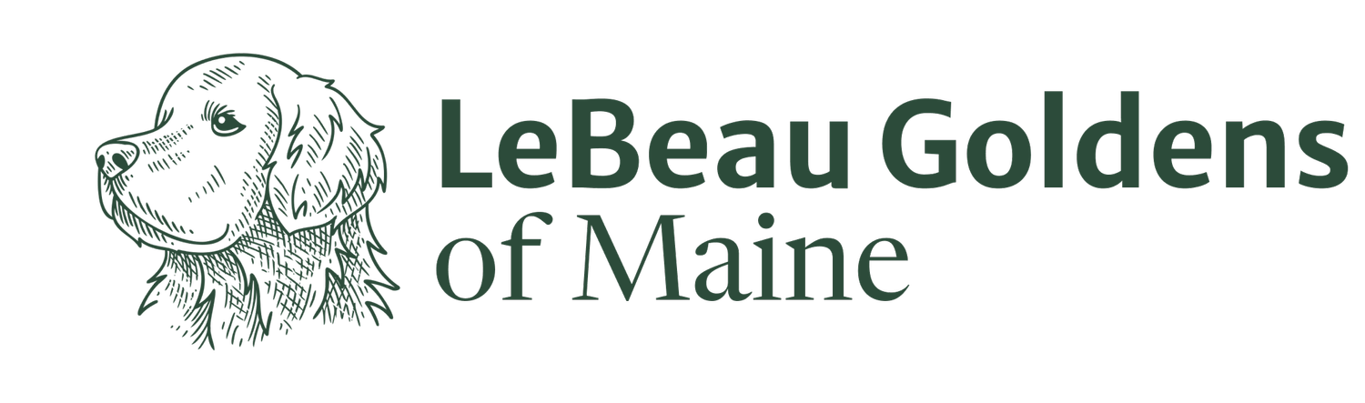 LeBeau Goldens of Maine