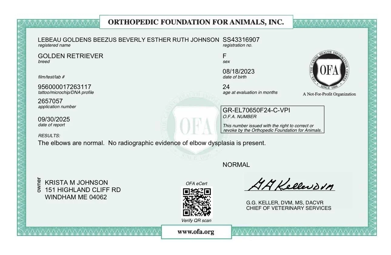 Veterinary certification document for a golden retriever named Lebeau Golden Beezu Beverly Esther Ruth Johnson, issued by the Orthopedic Foundation for Animals, indicating normal elbows and no evidence of elbow dysplasia.