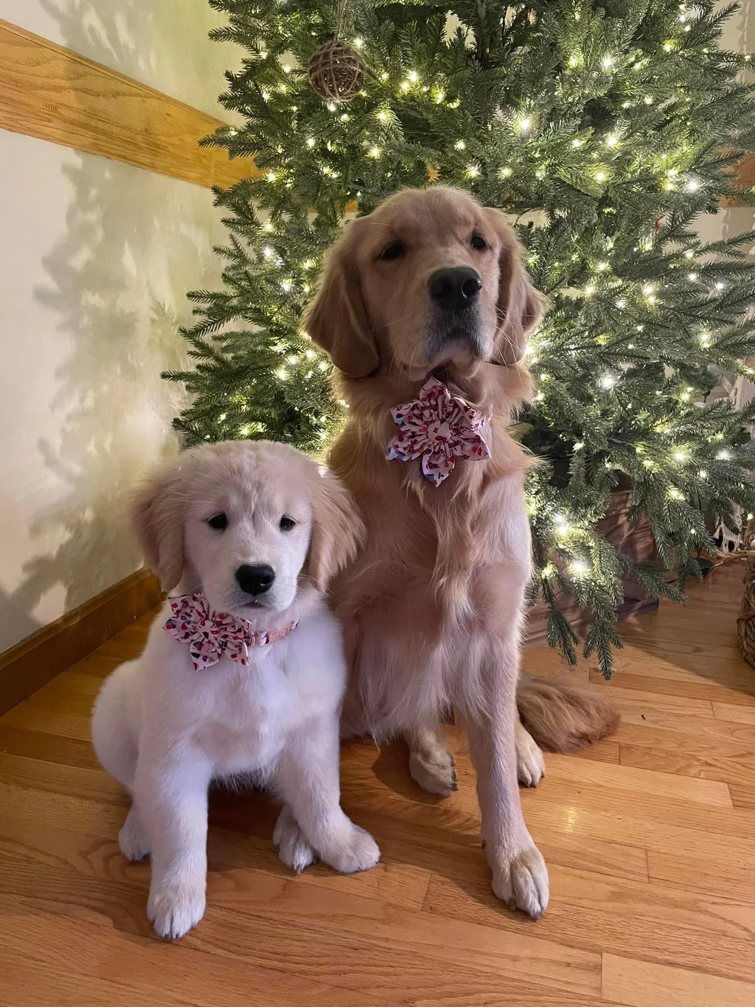 Two adorable golden retriever puppies wearing matching holiday bows sit on a hardwood floor in front of a Christmas tree decorated with lights and ornaments.