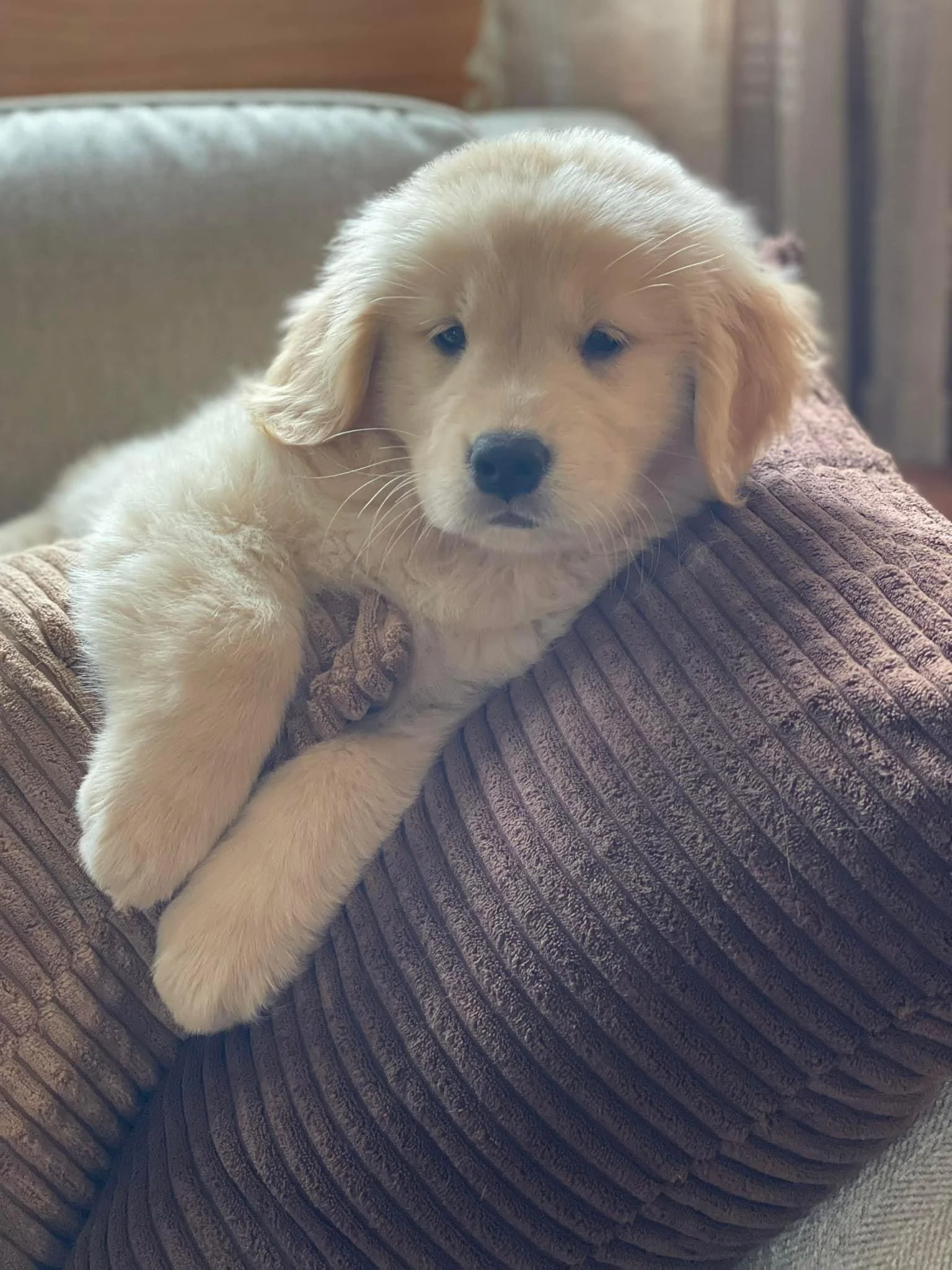 A cute Labrador Retriever puppy with light cream fur is lying on a brown textured sofa, looking directly at the camera with a relaxed expression.