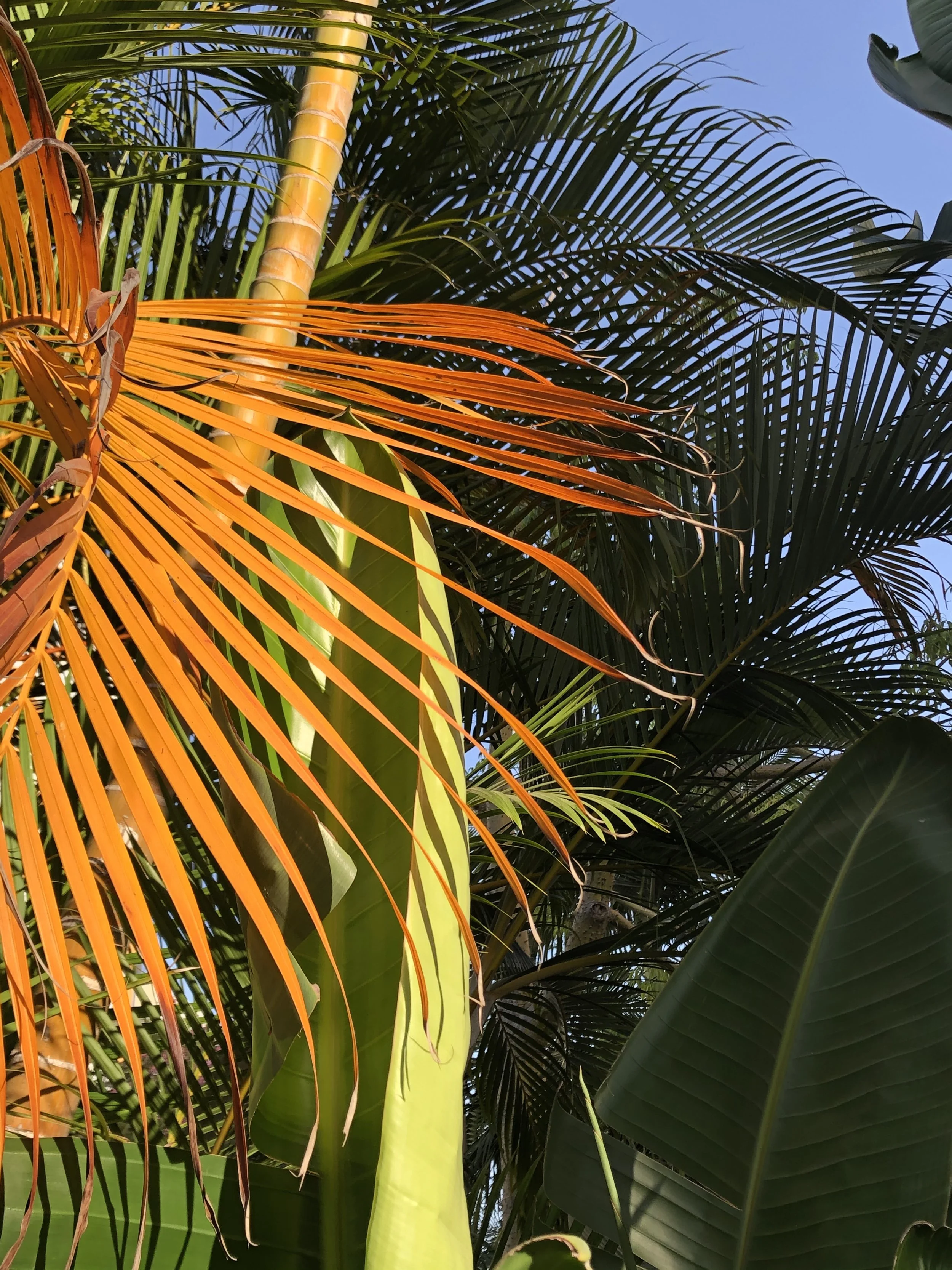 "Orange Palm"