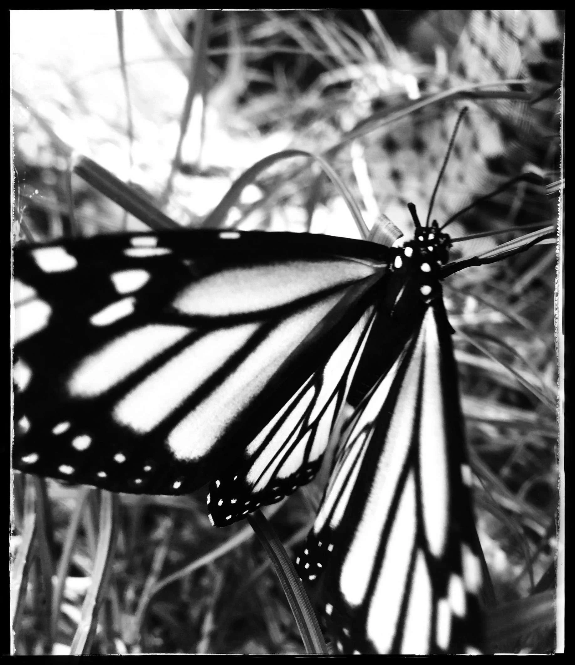 "Monarch"