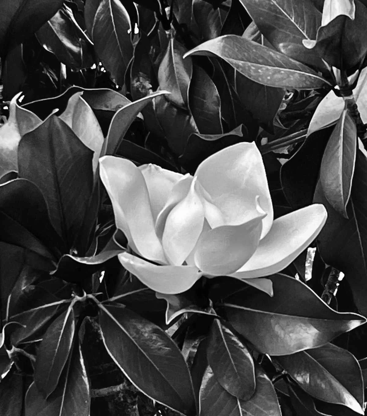 Magnolia