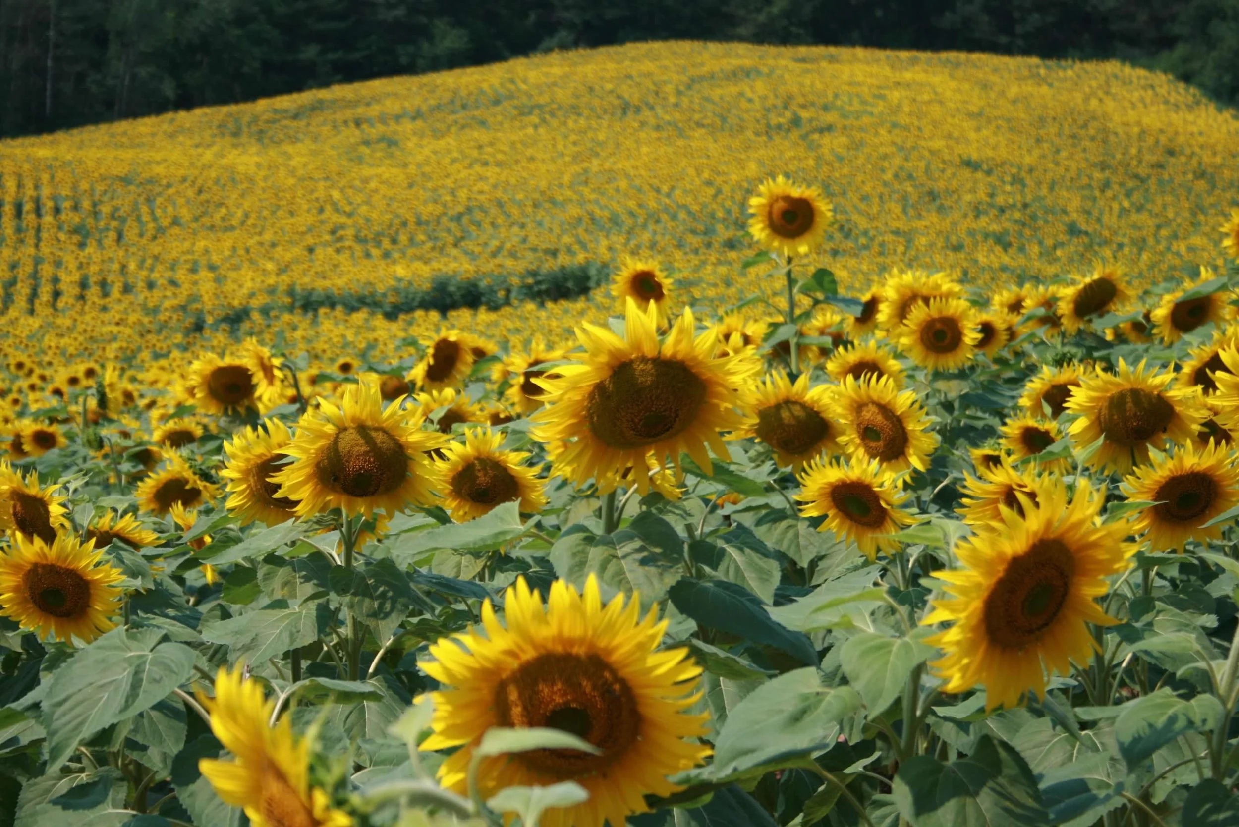 "Sunflower Field"