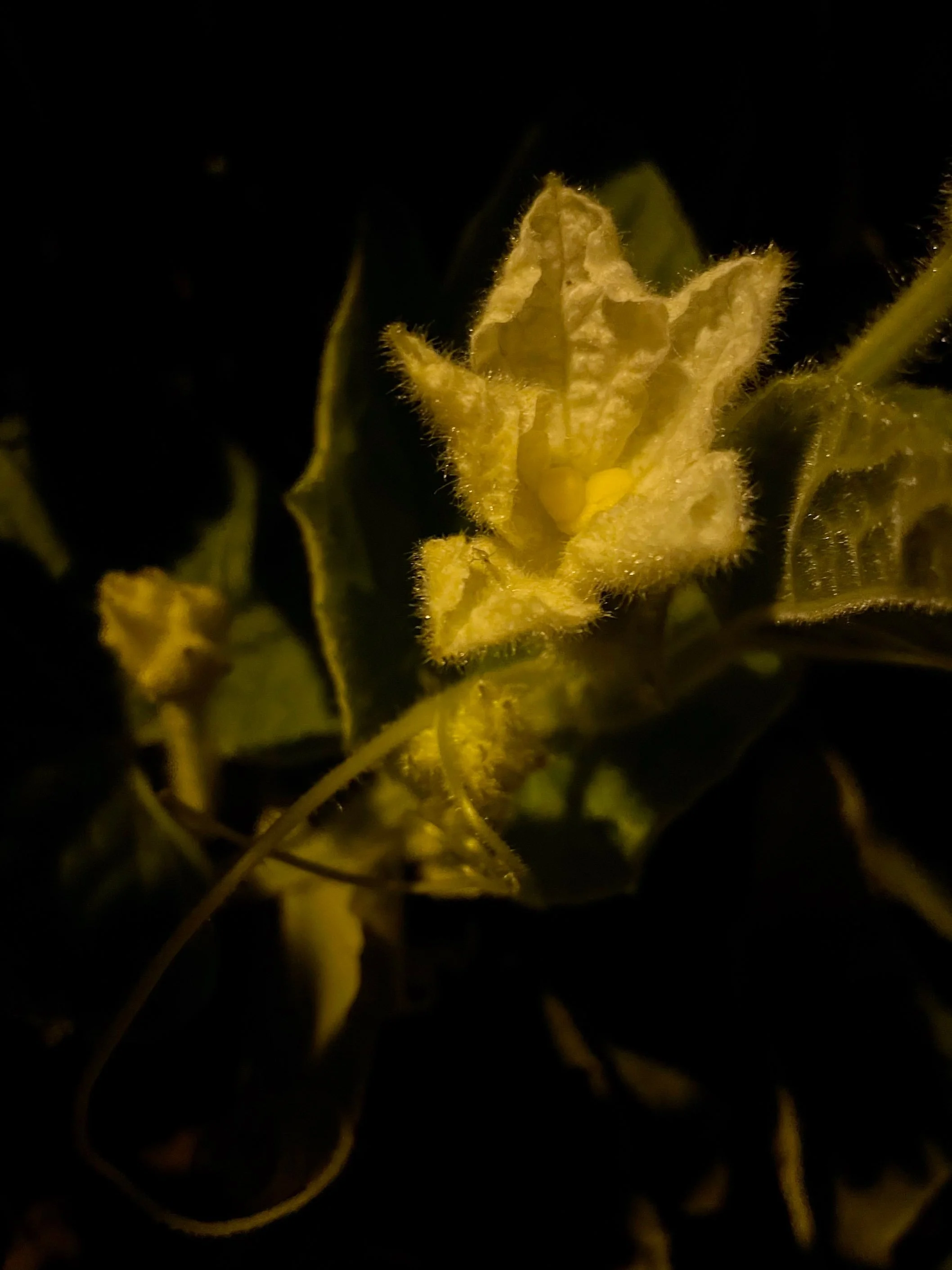 "Night Flower"