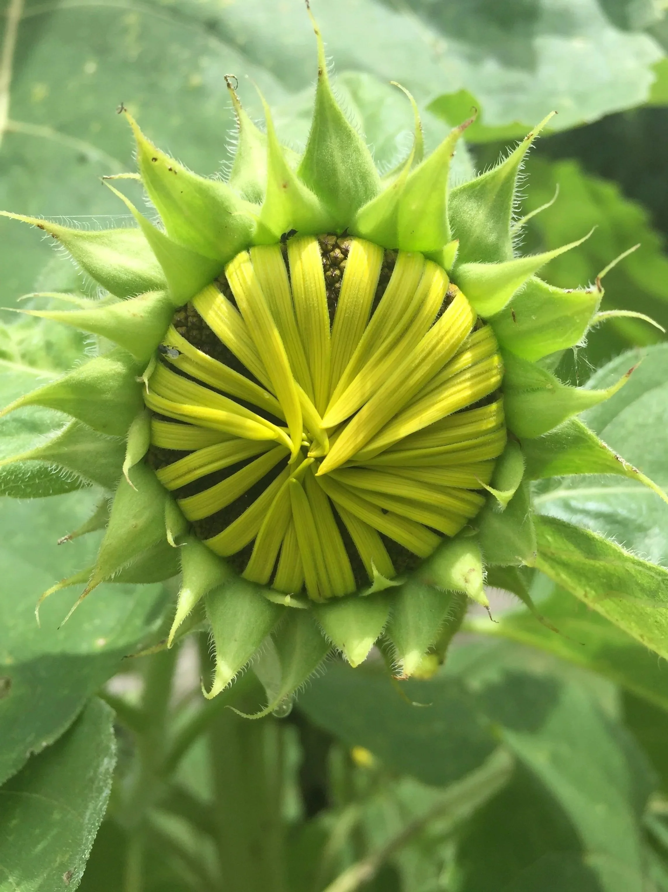 Holistic coaching supports you as you bloom, just like a flower.